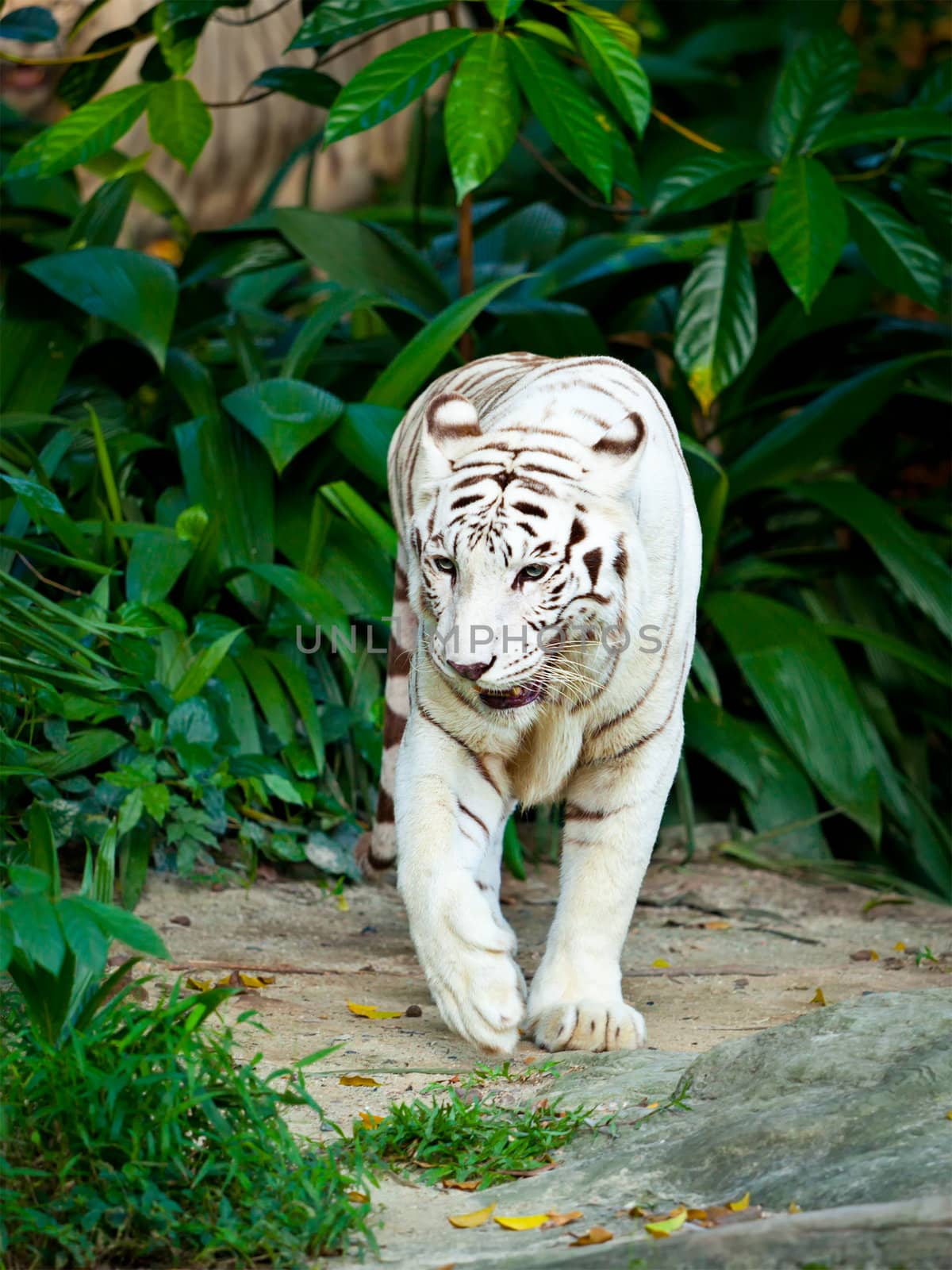 White tiger in jungles