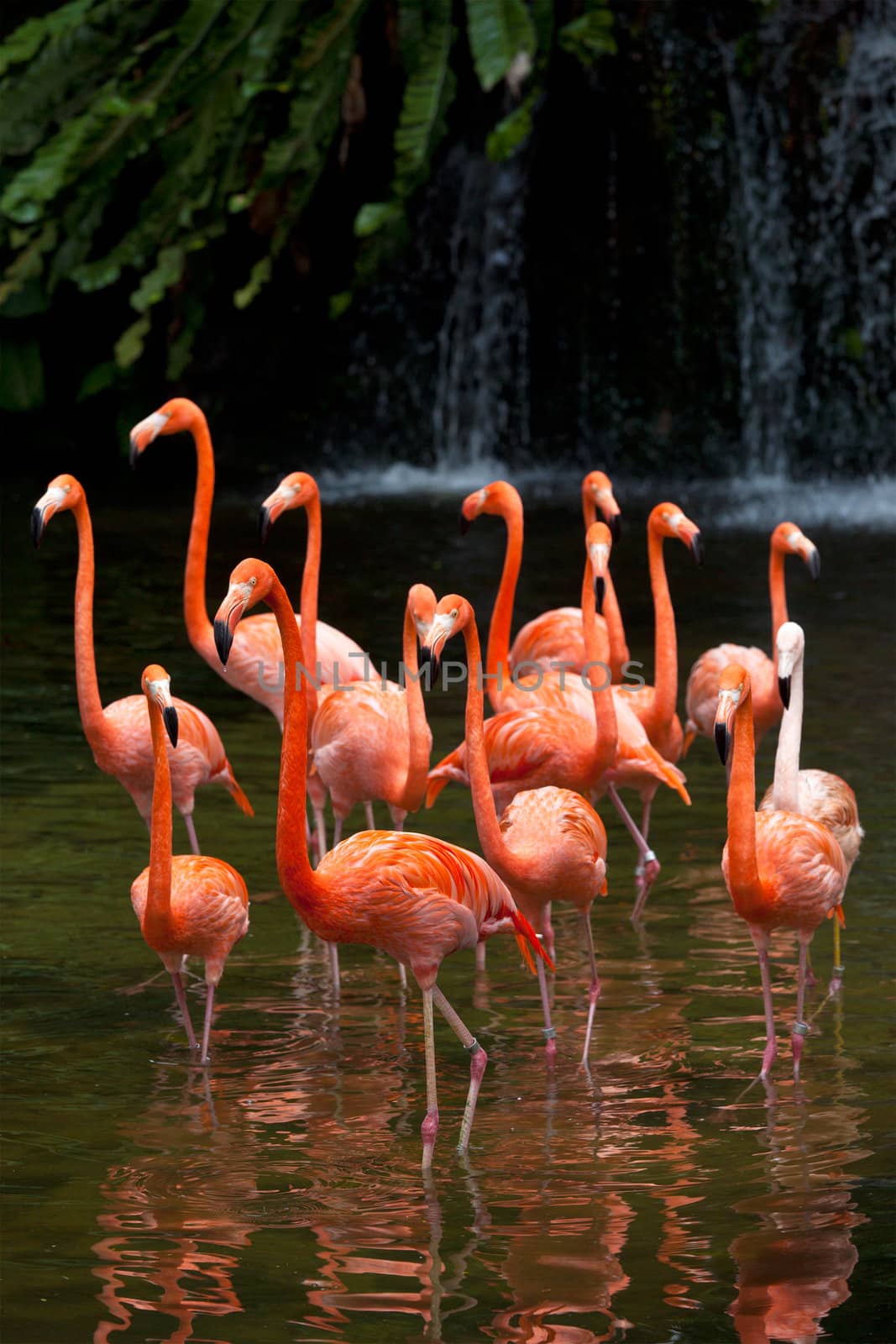 American Flamingo (Phoenicopterus ruber), Orange flamingo by dimol