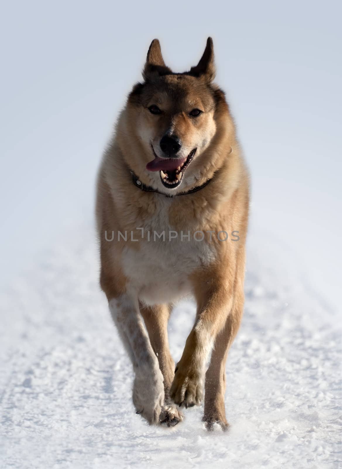 The dog pursues prey on snow