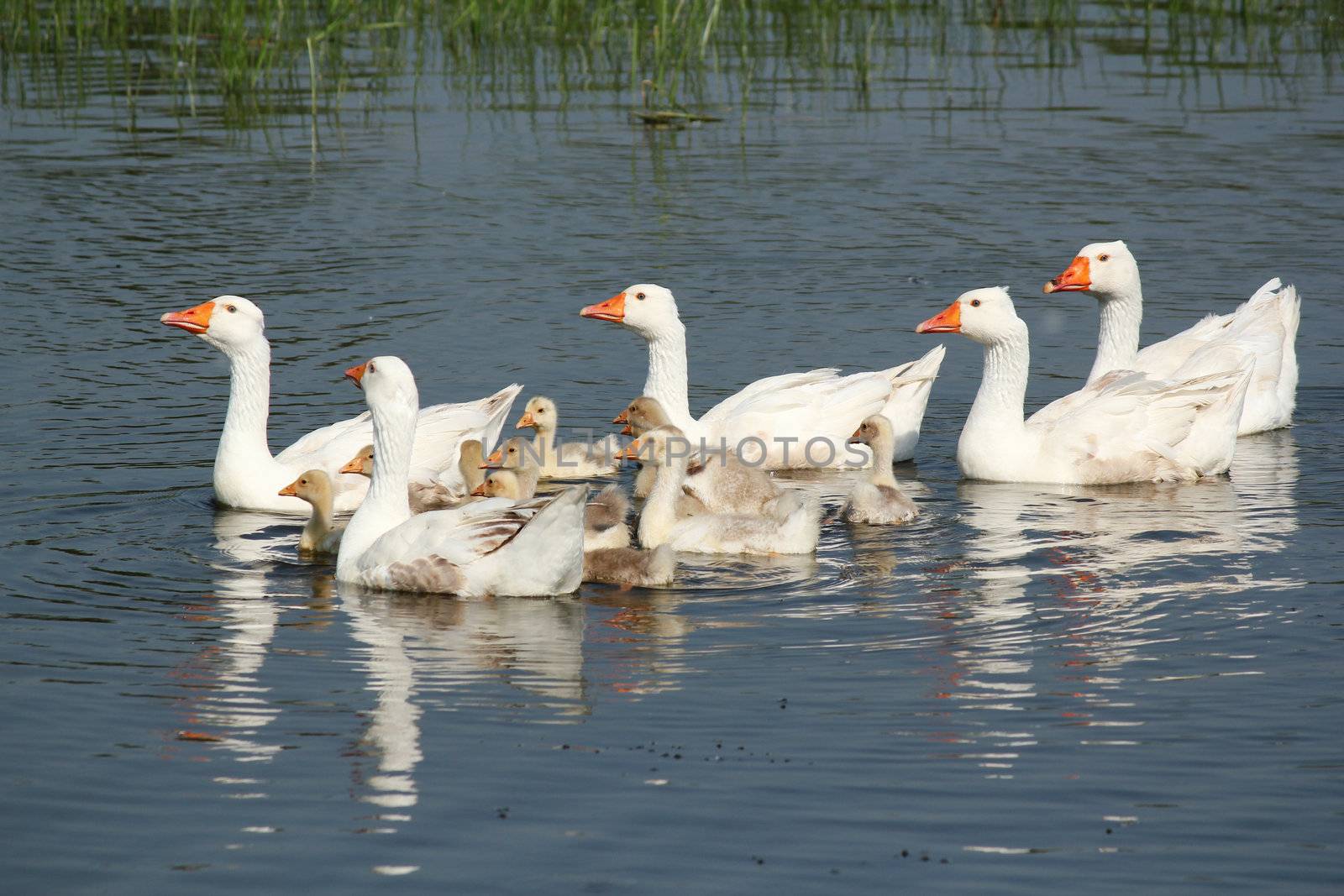 white geese family swimming by goce