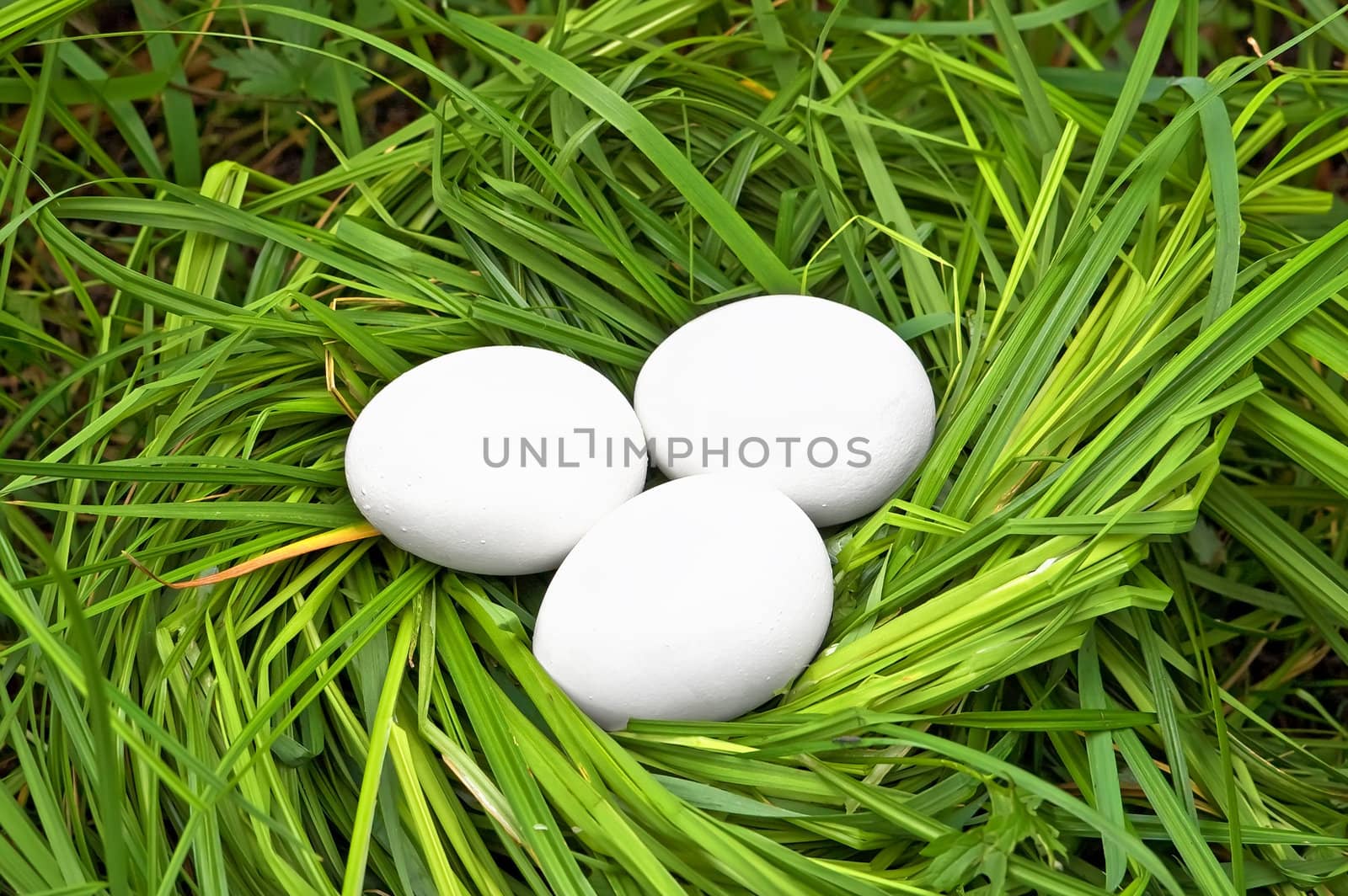 Three white eggs in a nest of green grass