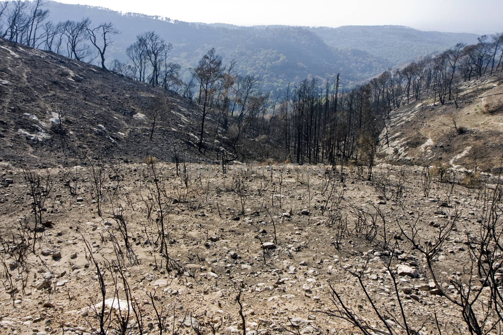 Forest at the Carmel mountain in Israel after fire