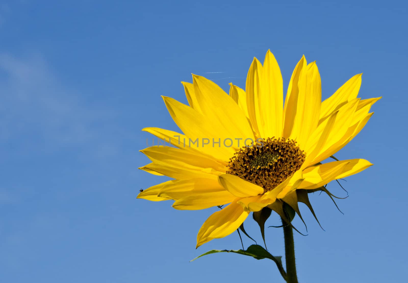 Ripe sunflower head with long yellow leaves.