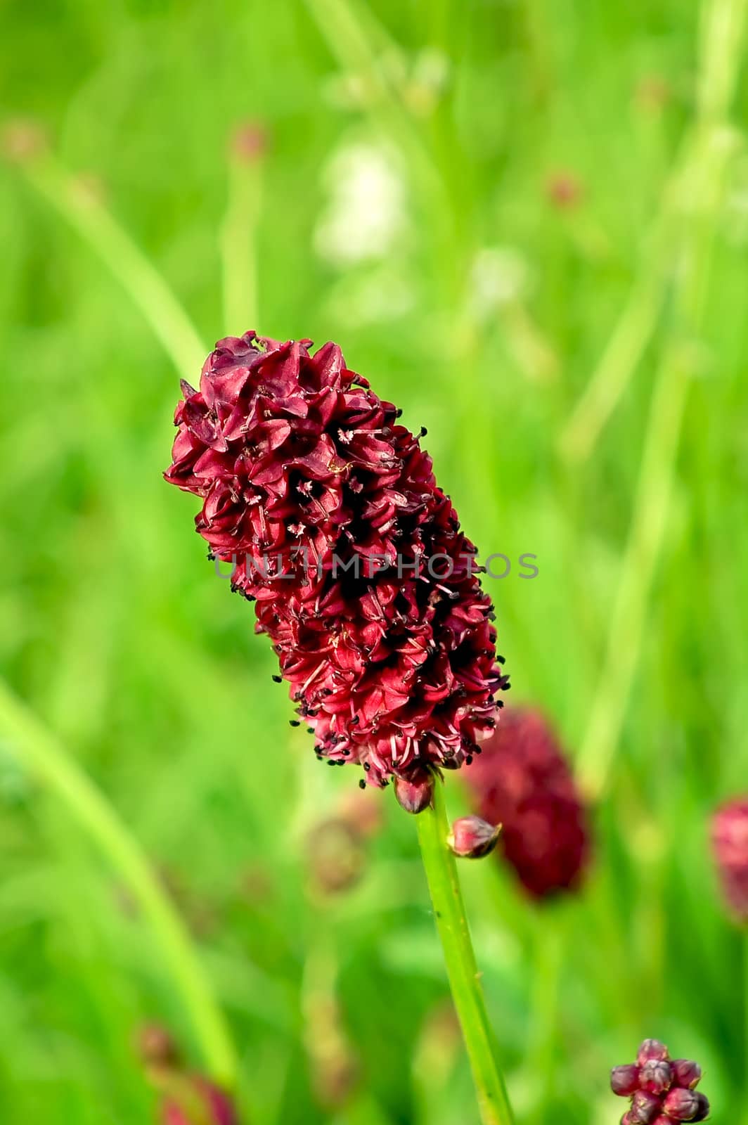 A single deep red wild flower on a background of green grass