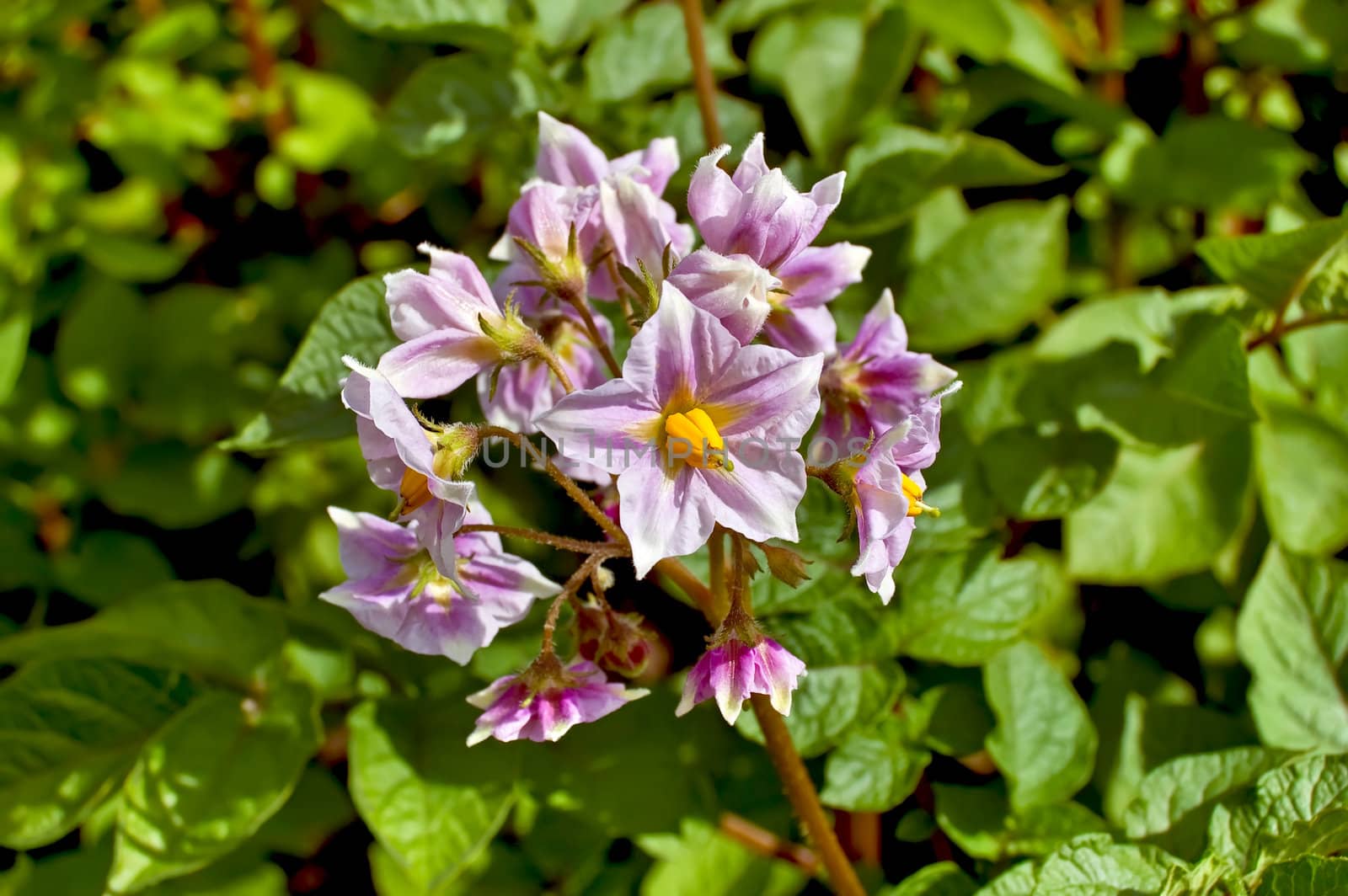 A purple flower of potato against green foliage