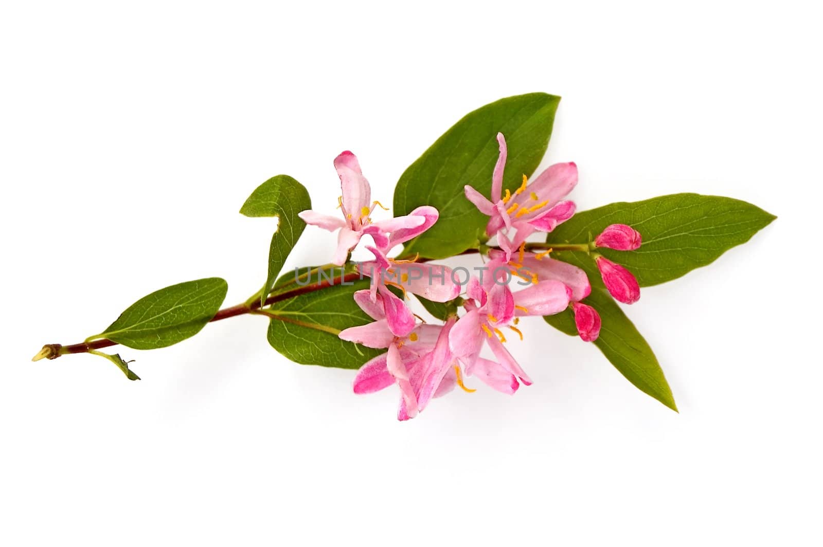 Flowering branch with pink flowers with green leaves on a white background