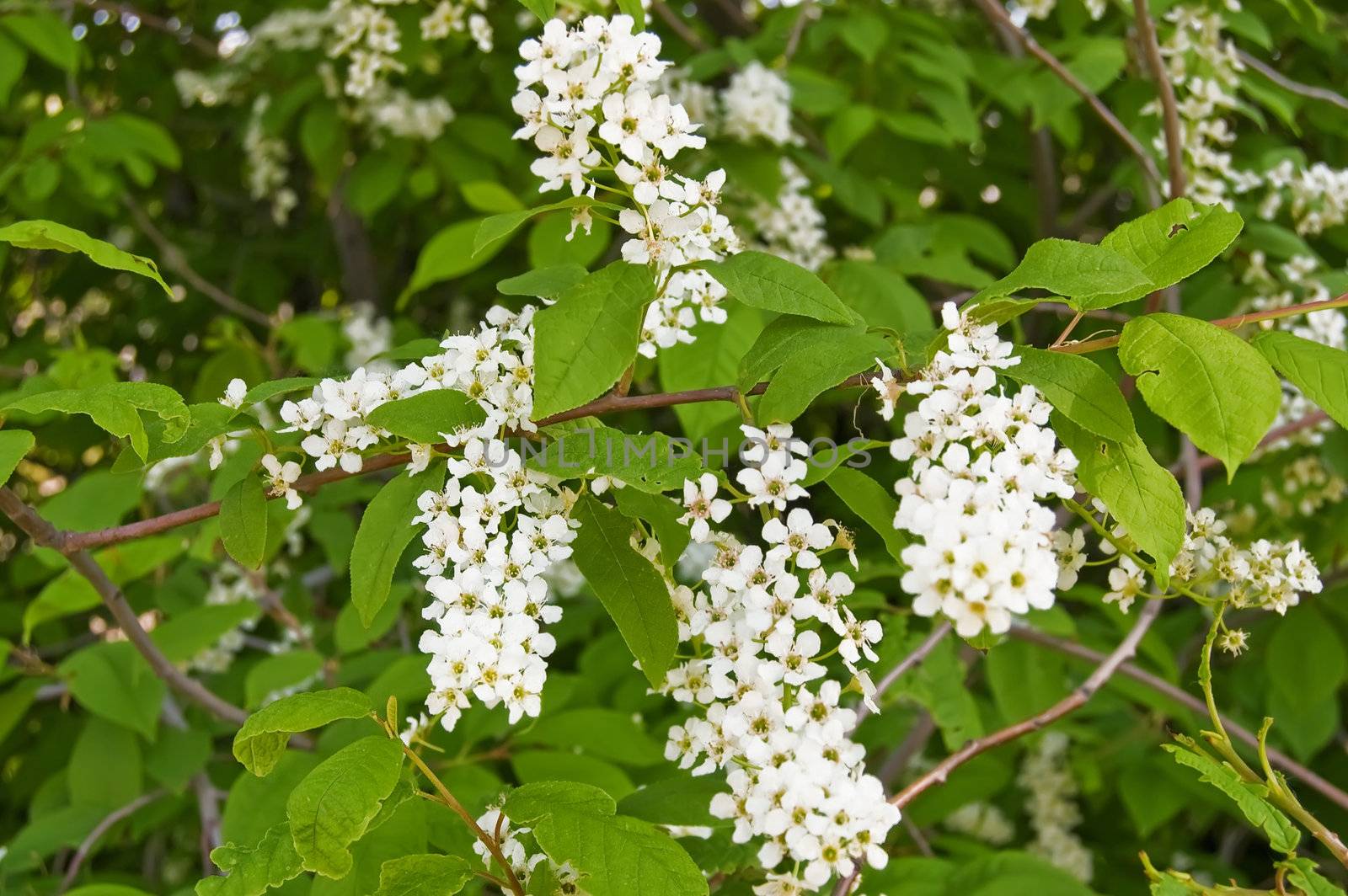 White flowers cherry on a background of green leaves