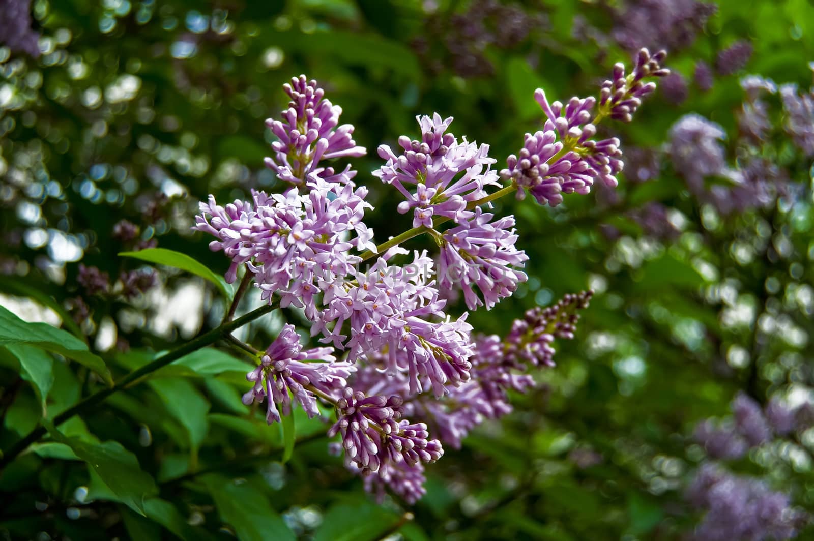 Bud purple lilac on a background of green leaves