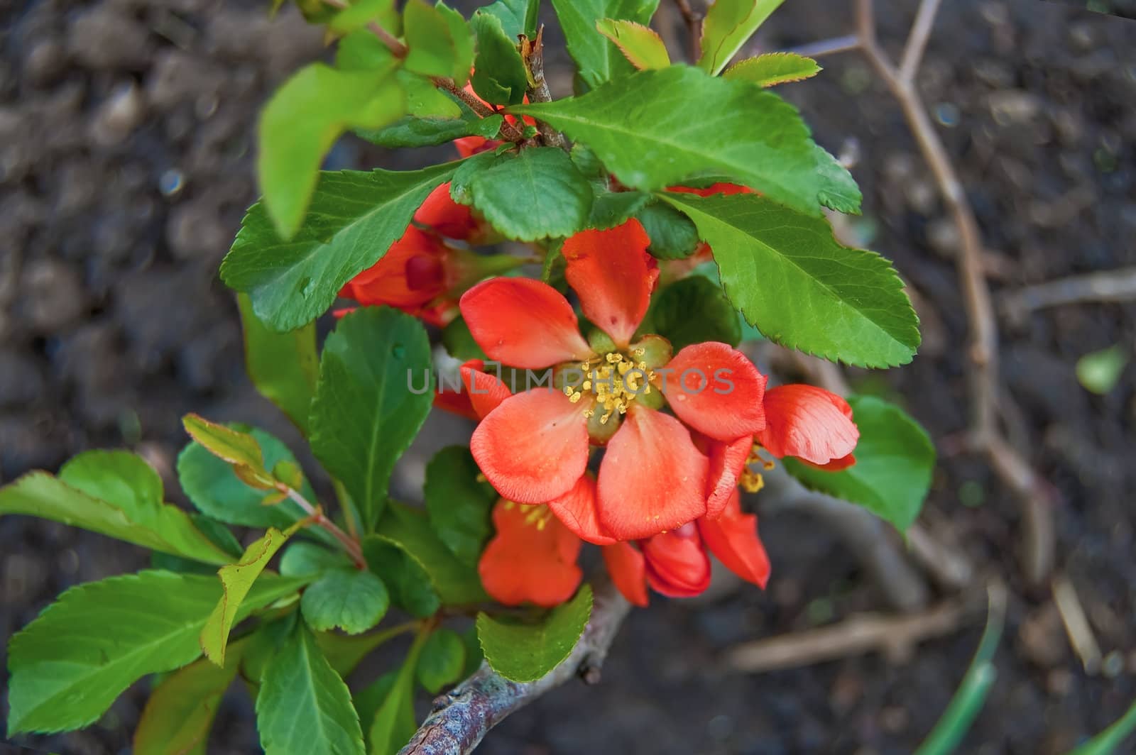 Red flowers with green leaves of a quince on the background of the brown soil