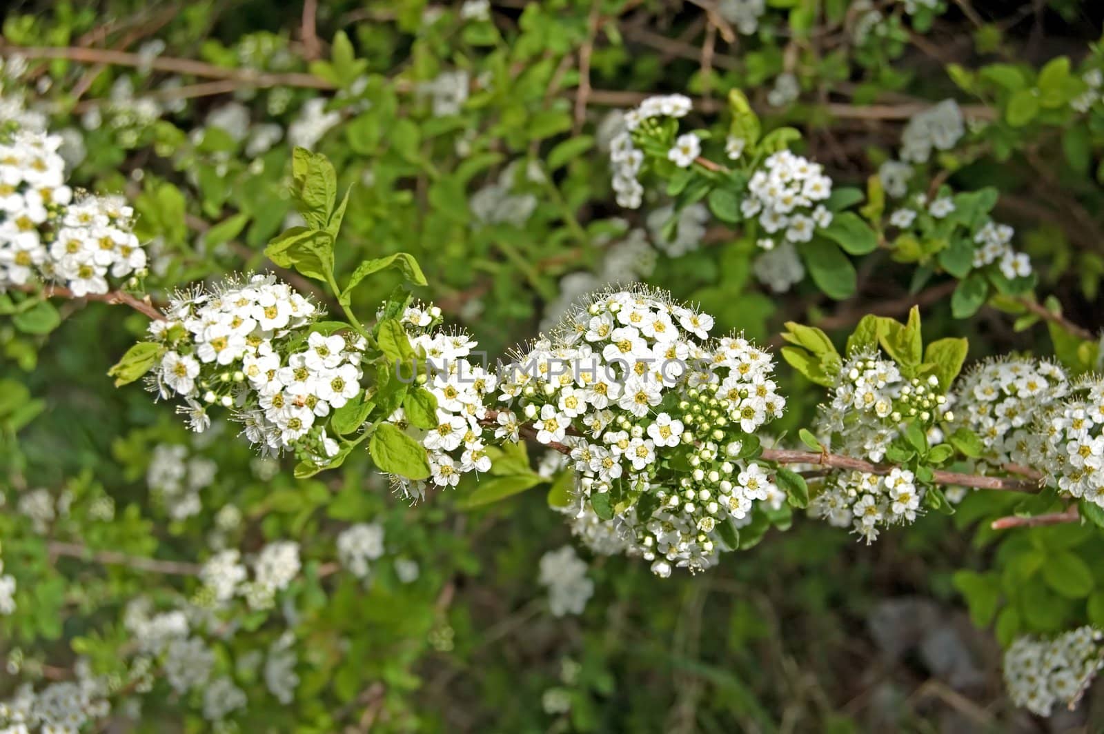 Flowering shrubs white blossoms against a background of green leaves