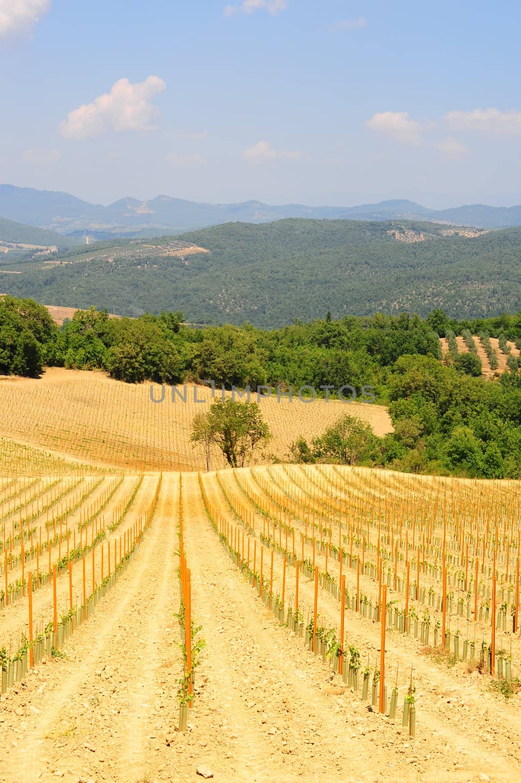 Hill Of Tuscany With Young Vineyard In The Chianti Region