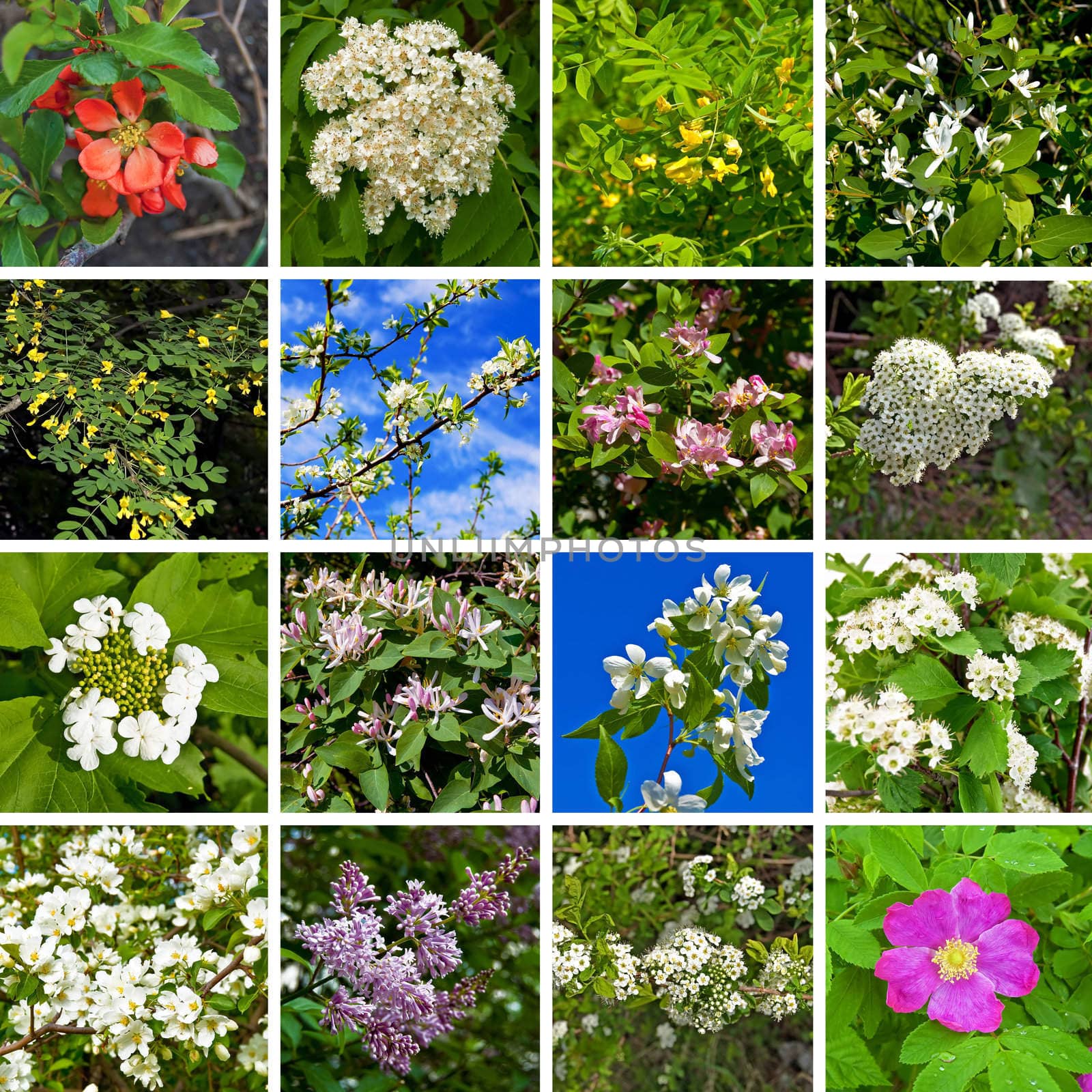 Flowers of acacia, quince, apple, honeysuckle, plum, rowan, viburnum, lilac, hawthorn, wild rose on a background of green leaves and blue sky