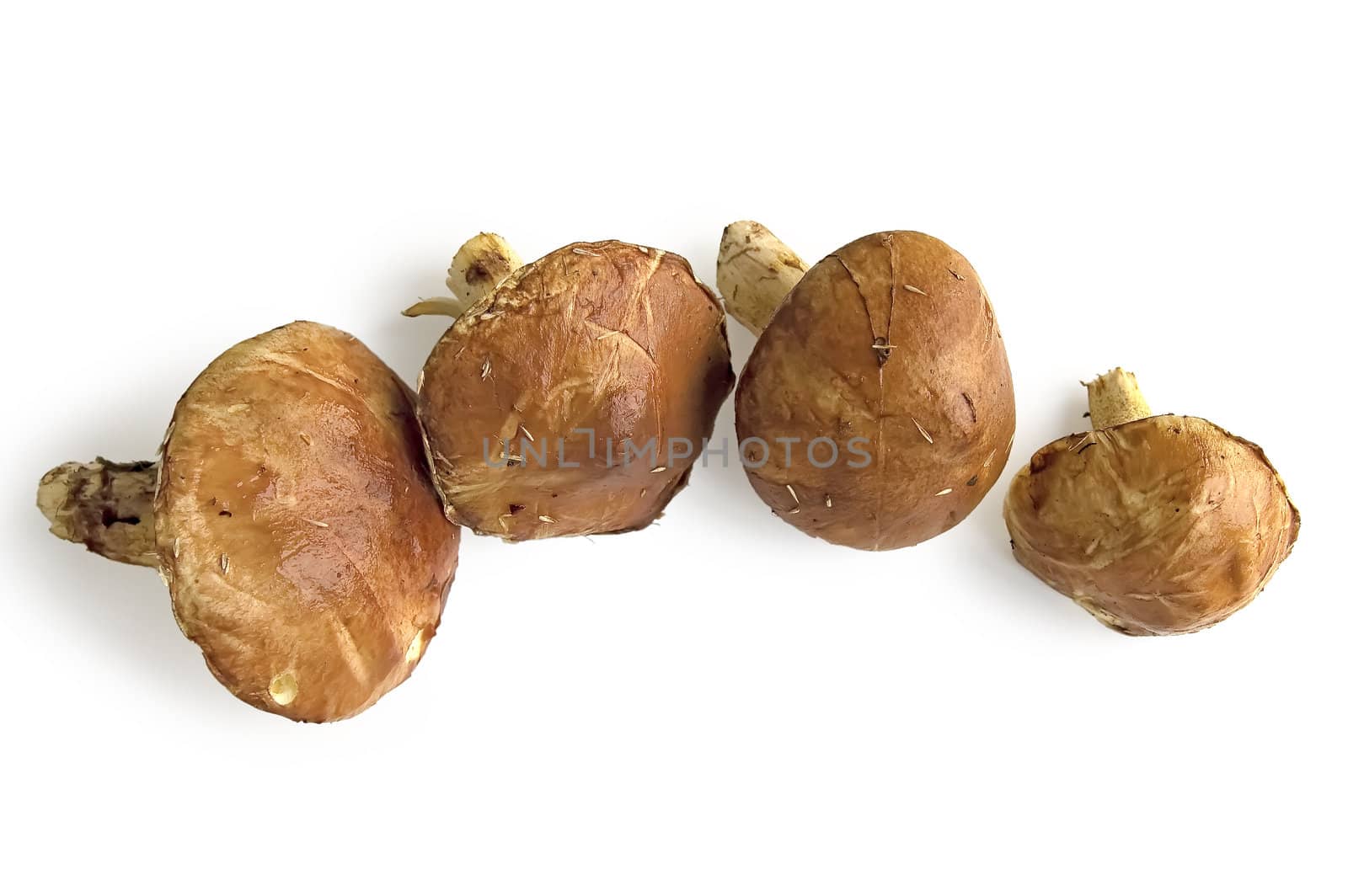Four brown greasers with grass and pine needles on the hats isolated on a white background