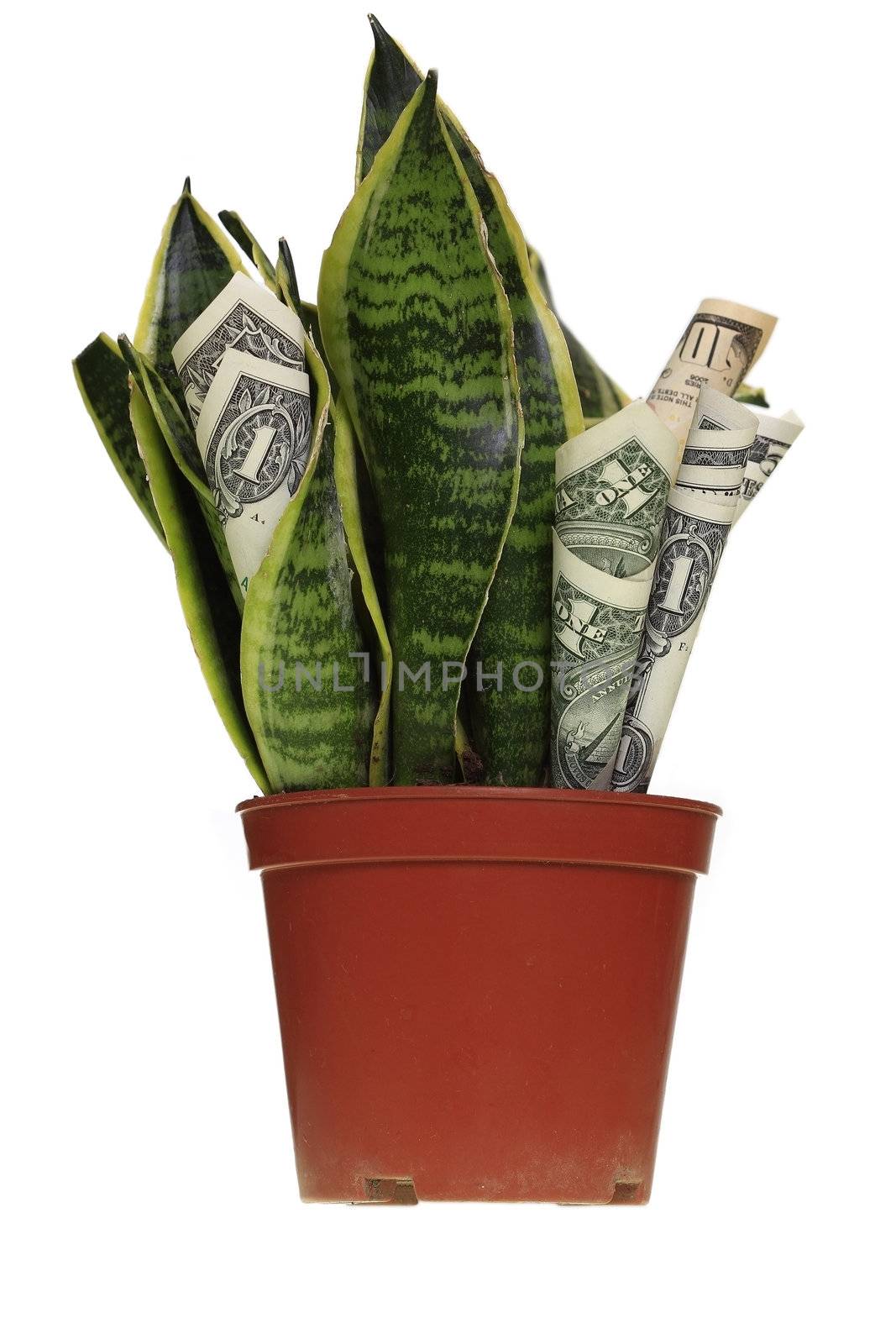 Dollar plant with money bills  by sacatani