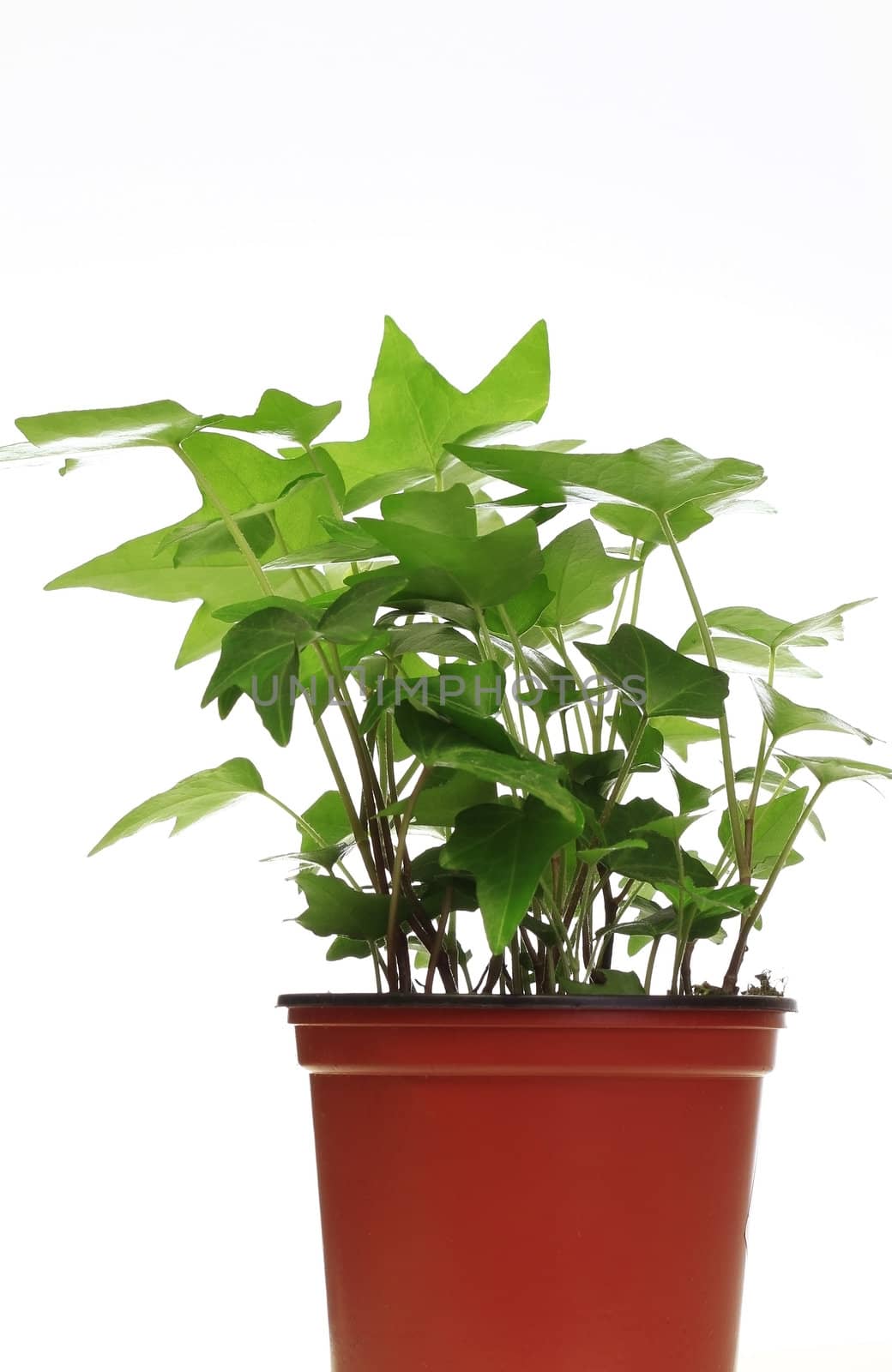 Green Green inside house plant in a brown pot. Isolated on white 

