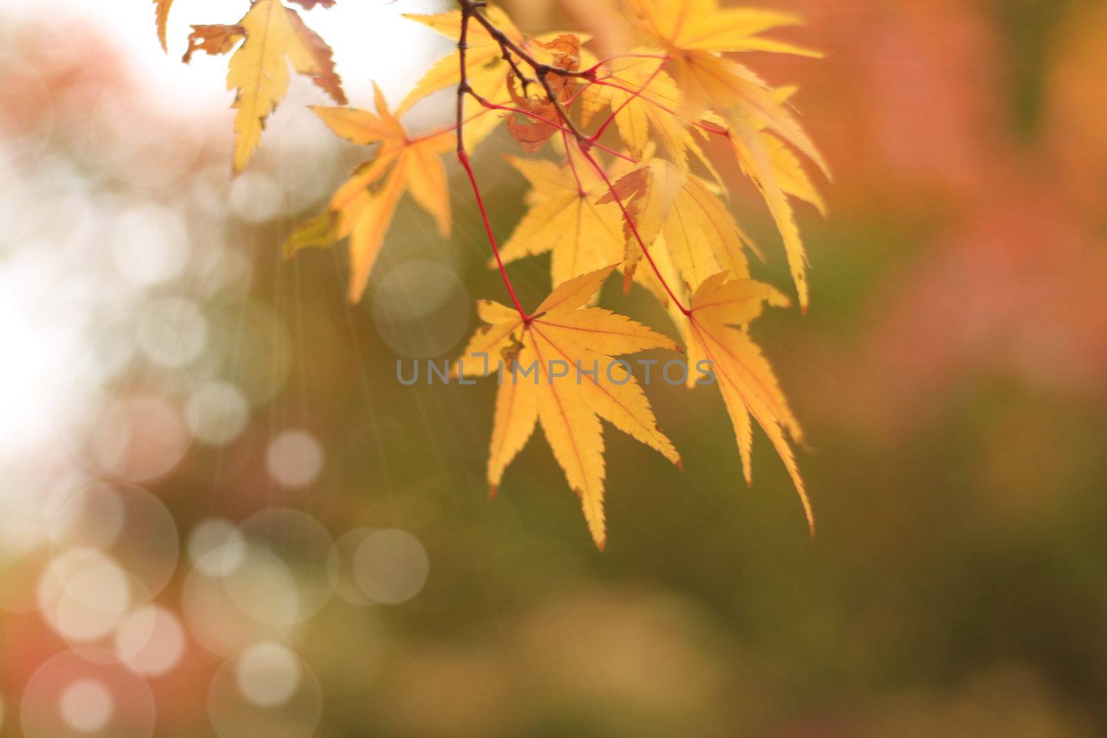 end of october the fall leaves are turning color just before they fall
