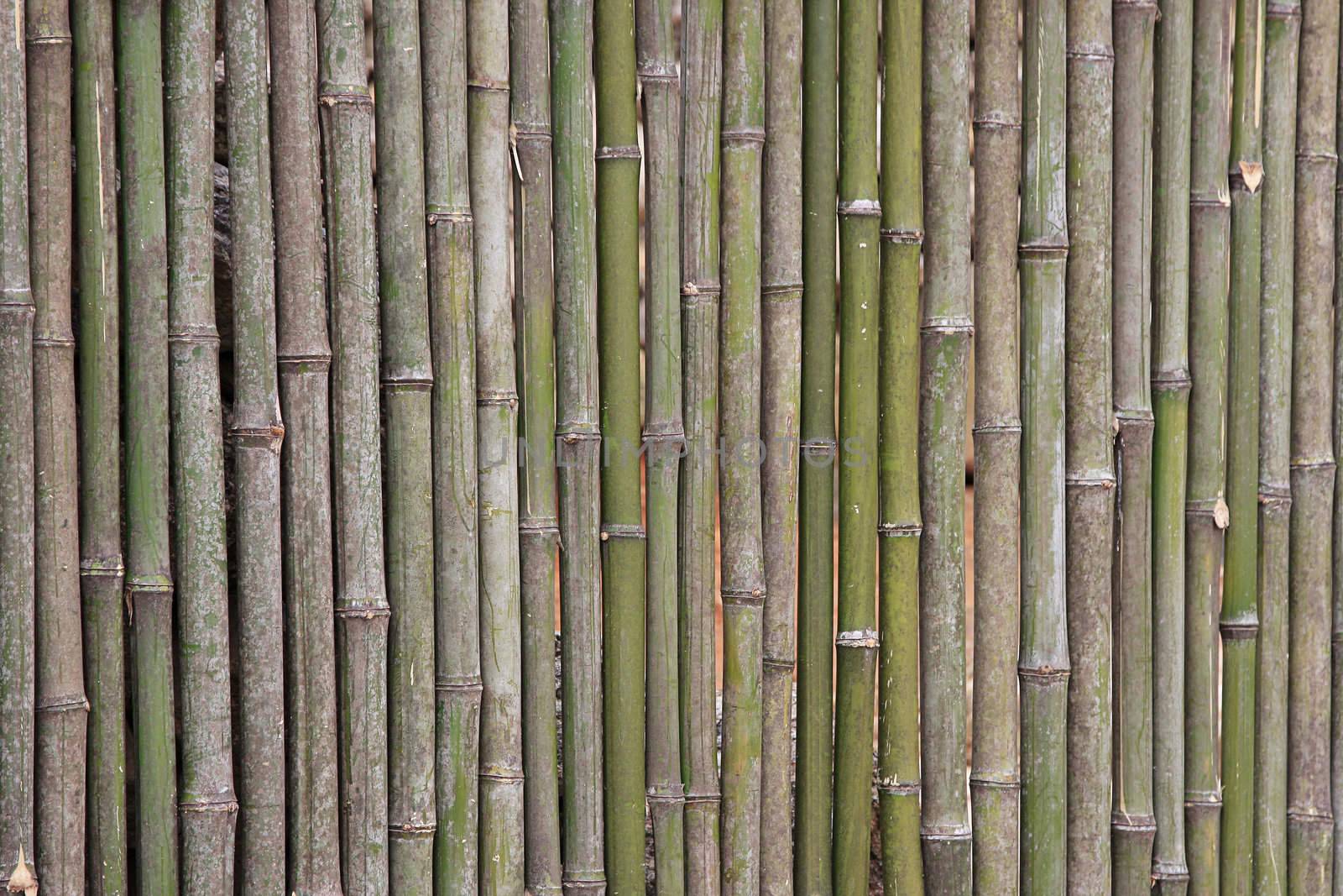 Japanese Bamboo texture - can be use for background.