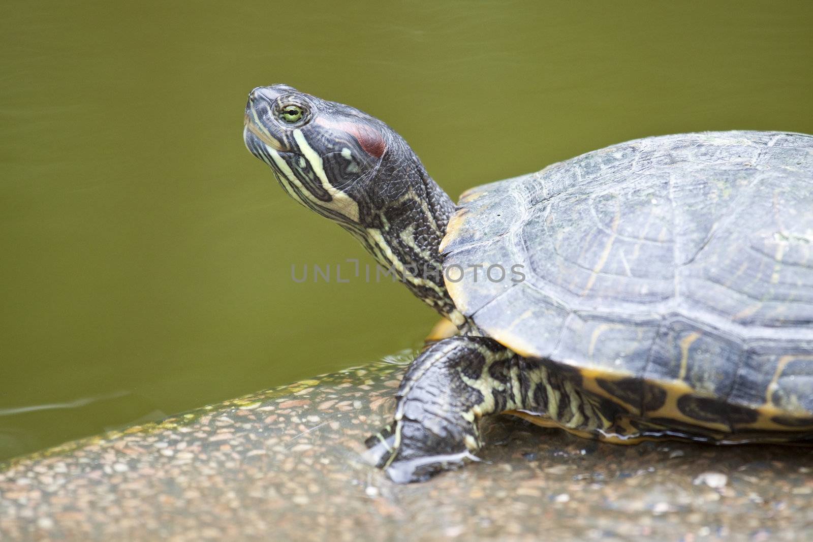 Close-up of a tortoise by kawing921