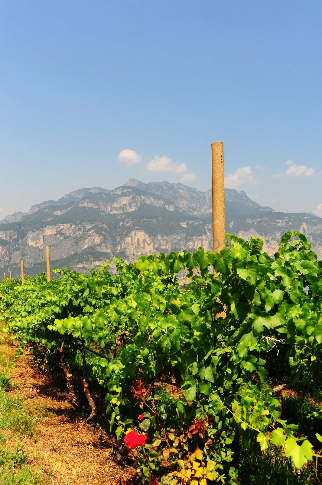 The Vineyard At the Foot Of The Italian Alps