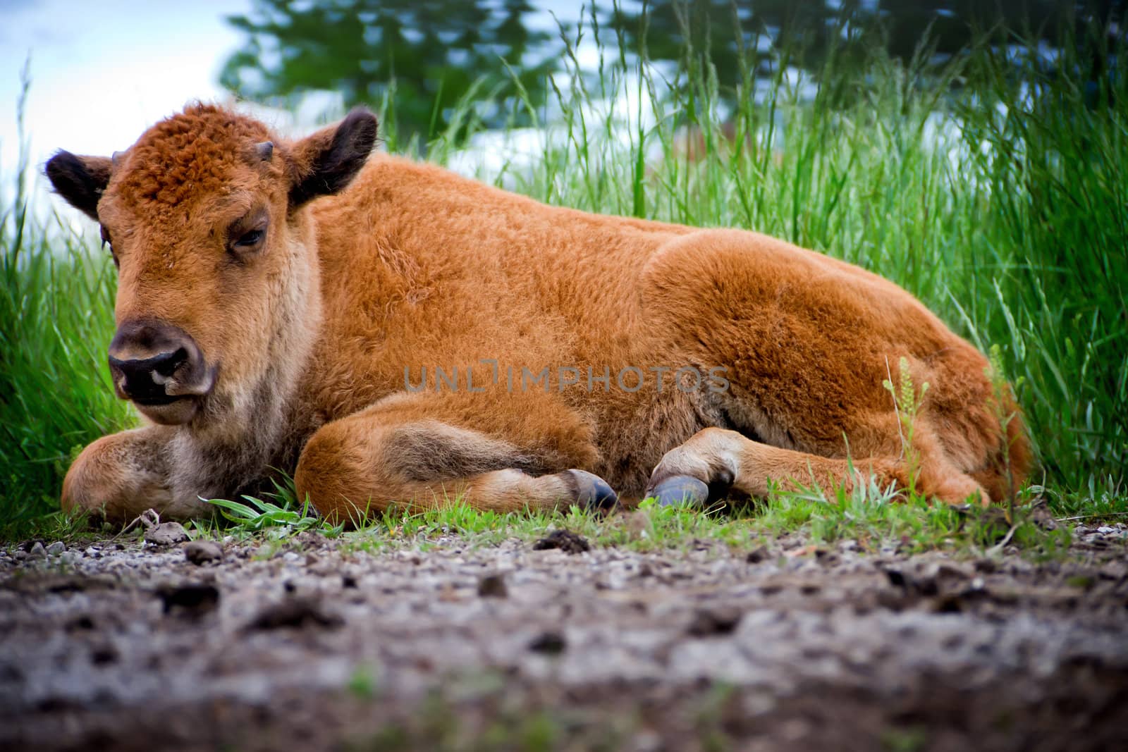 A baby buffalo laying in a prairie.  Buffalo once ran the Great Plains of the United States.  They are still numbered in select areas of the United States.
