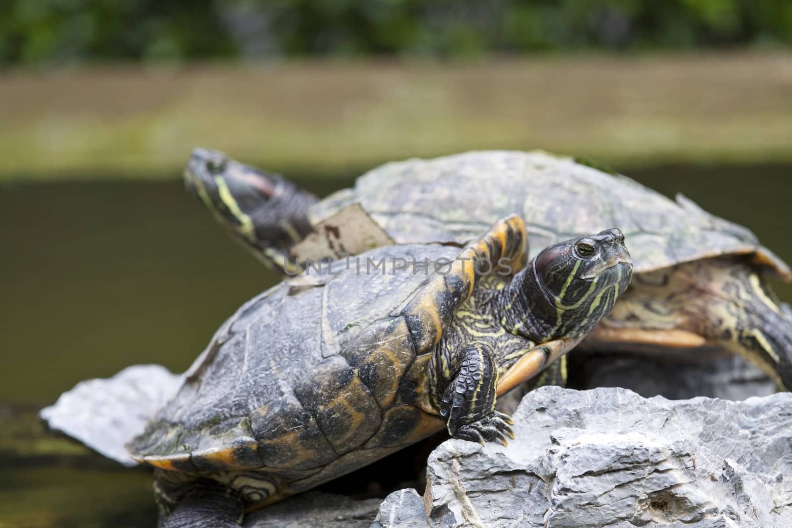 Close-up of tortoises