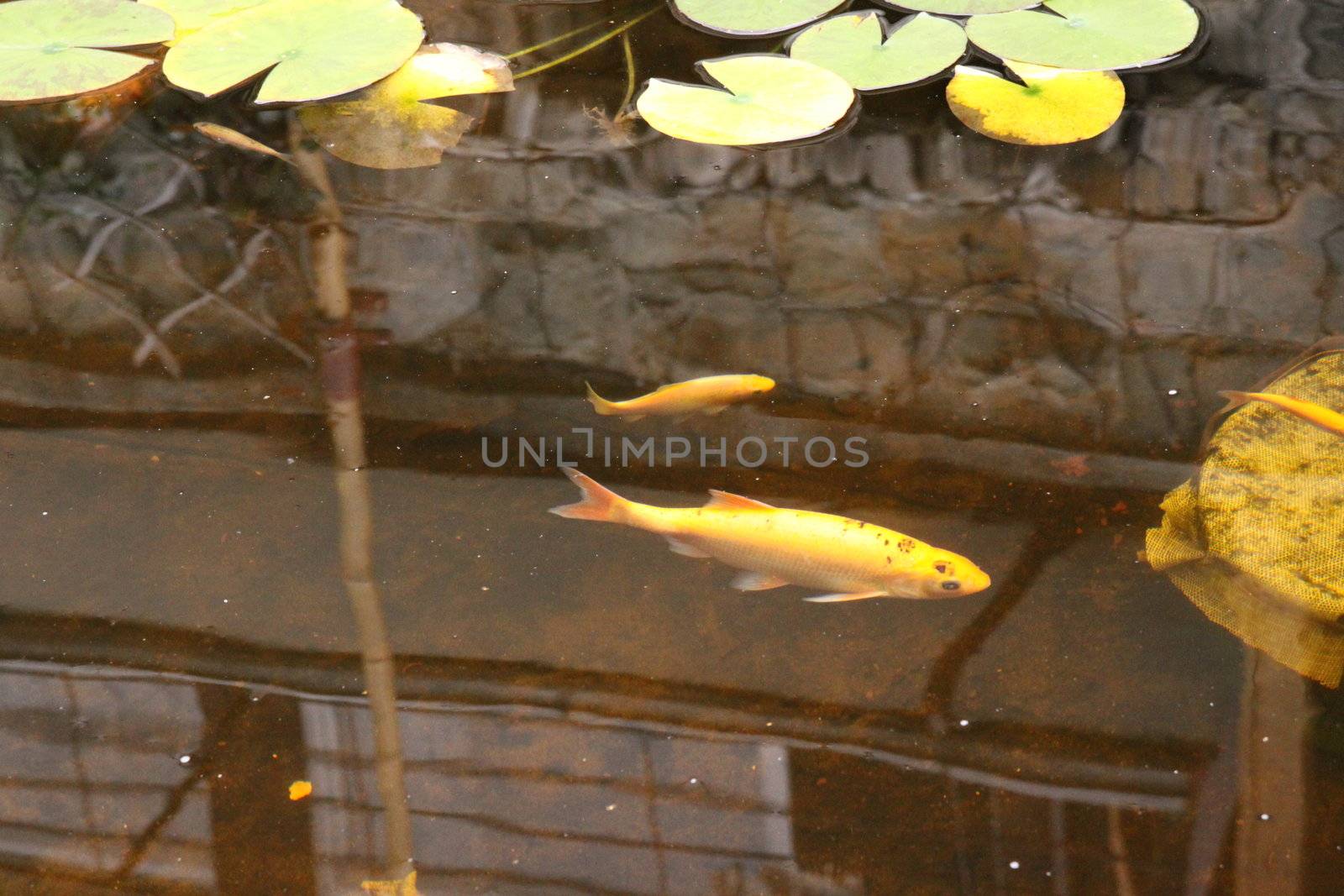Gold Fish by LibreJG