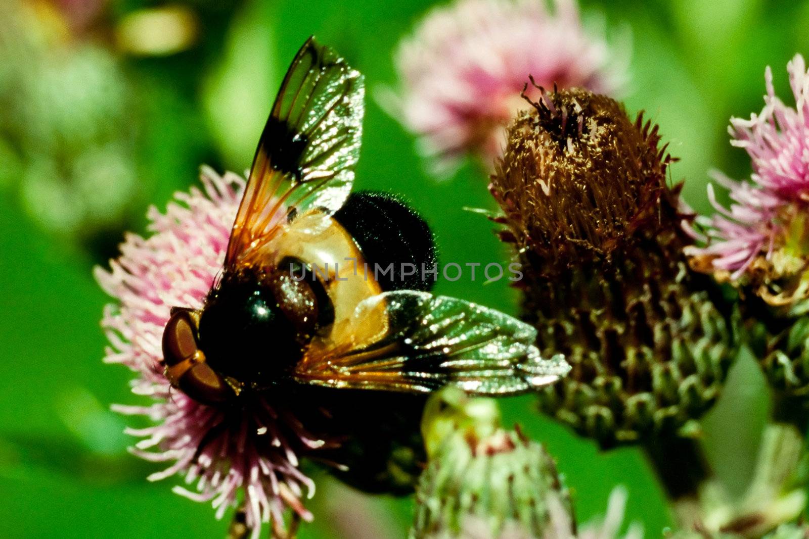 Hoverfly, Volucella pellucens, on thistle flower by PiLens