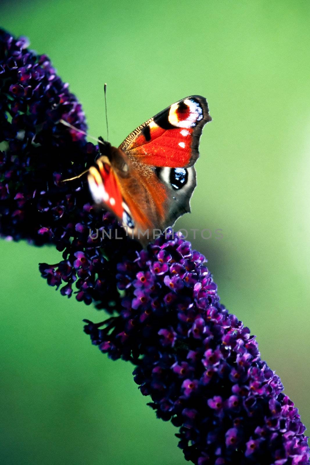 European Peacock, Inachis io, butterfly on buddleia (butterfly bush) blossoms showing upperwings.