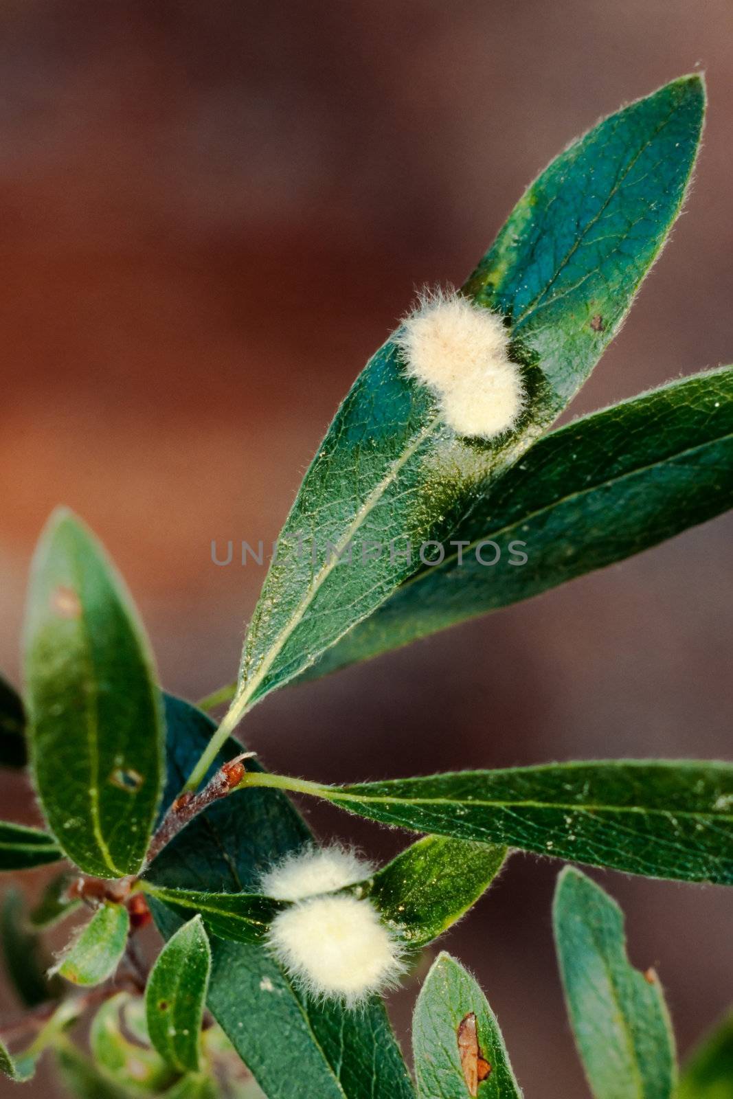 Furry galls on willow leaves by PiLens