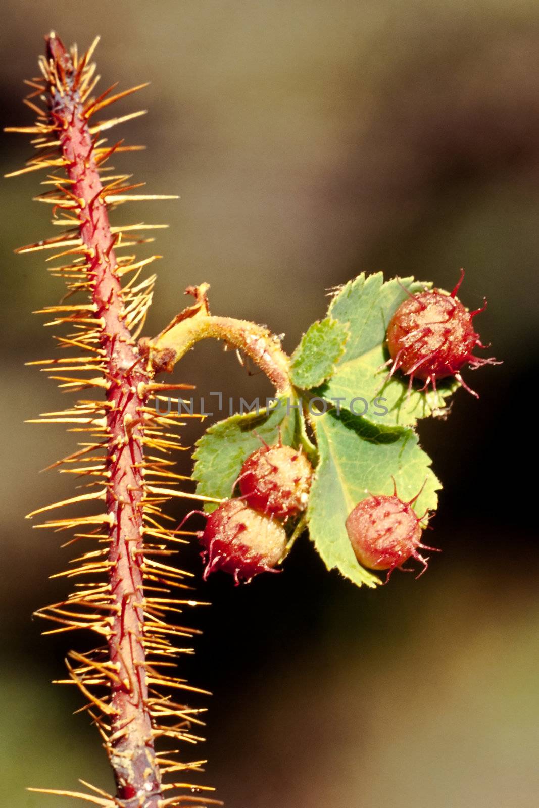 Prickly galls on wild rose leaves by PiLens