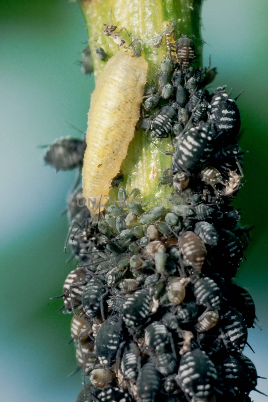 Hoverfly larva feeding on aphids by PiLens