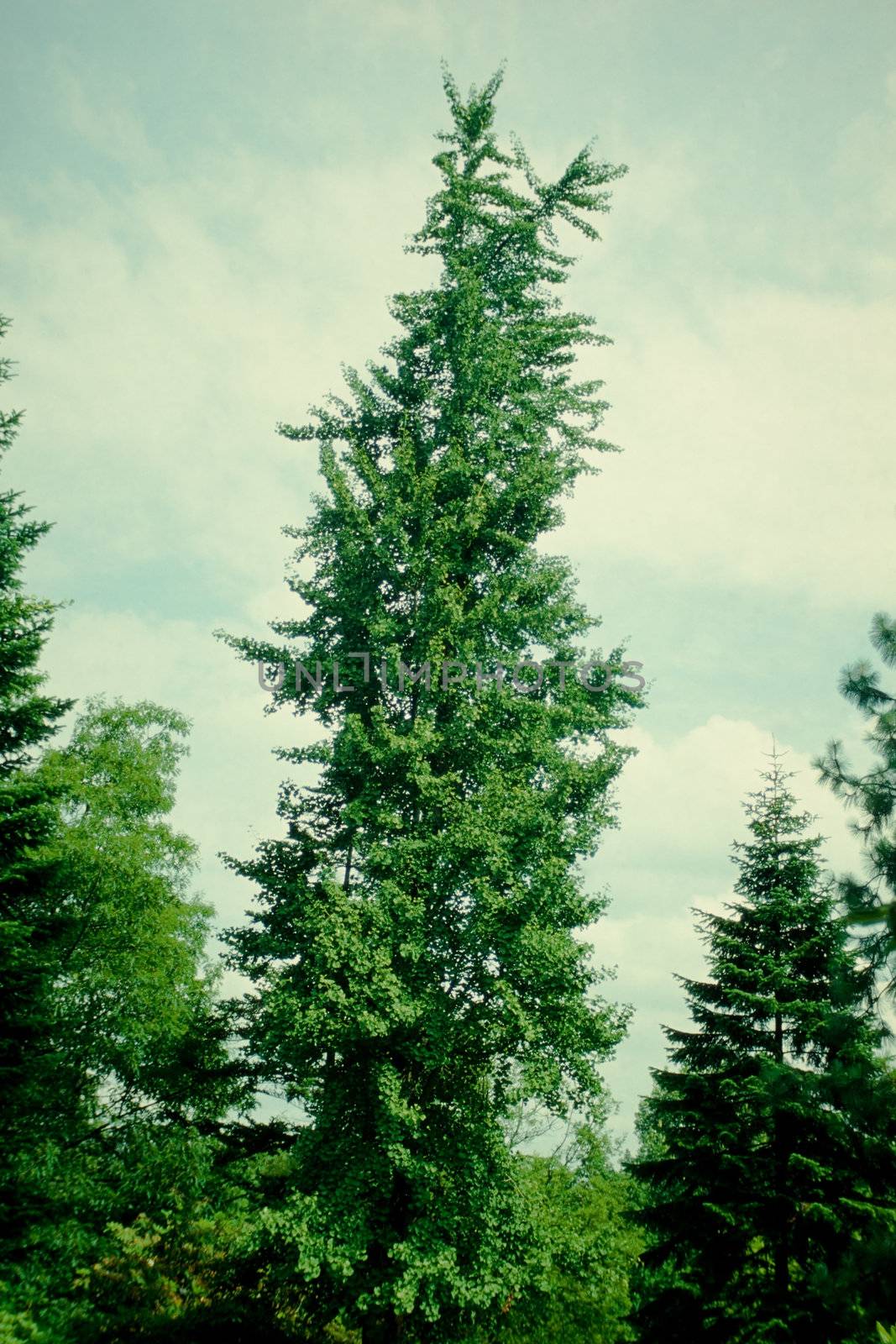 Ginkgo biloba tree by PiLens