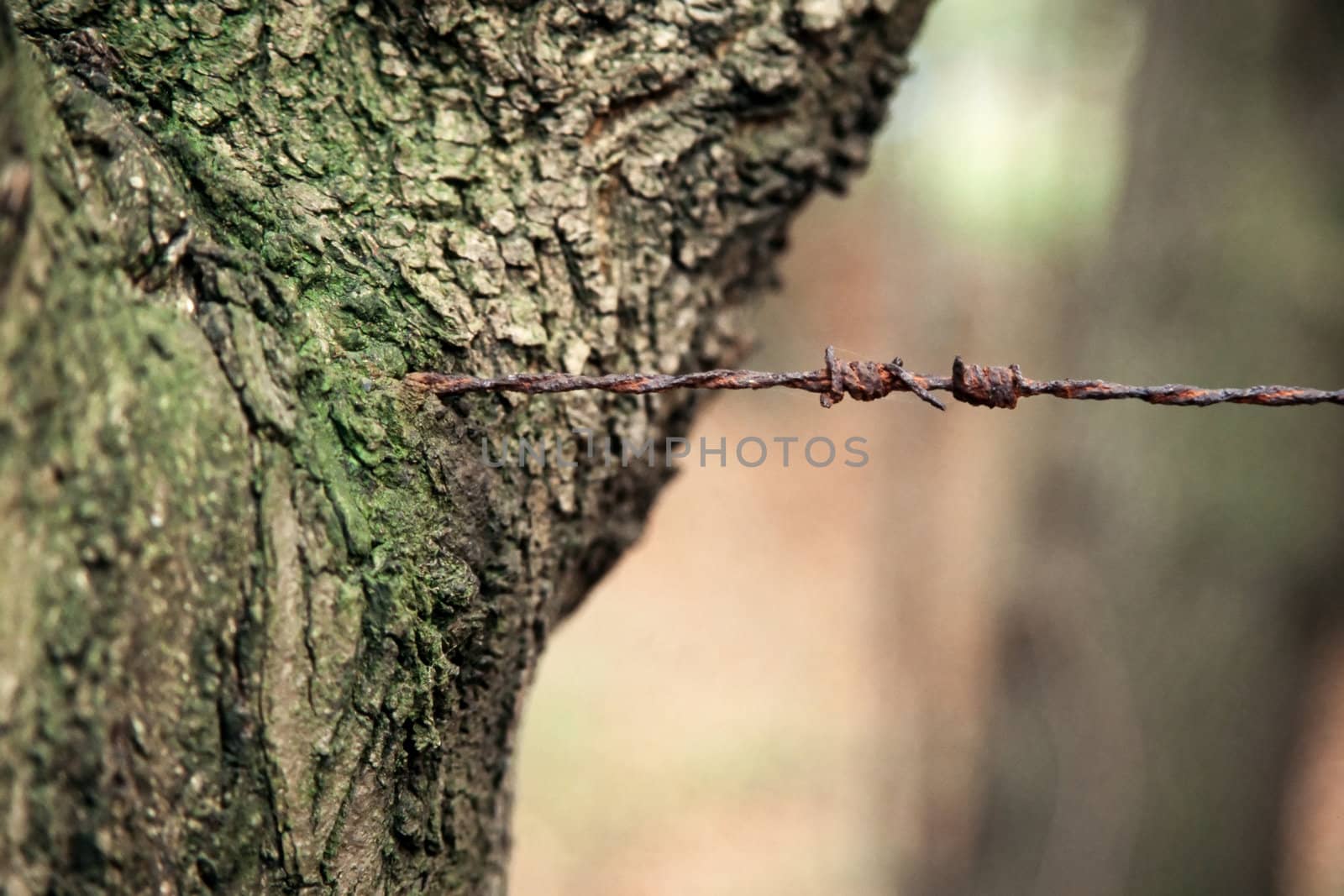 Old rusty barbed wire ingrown in tree trunk.