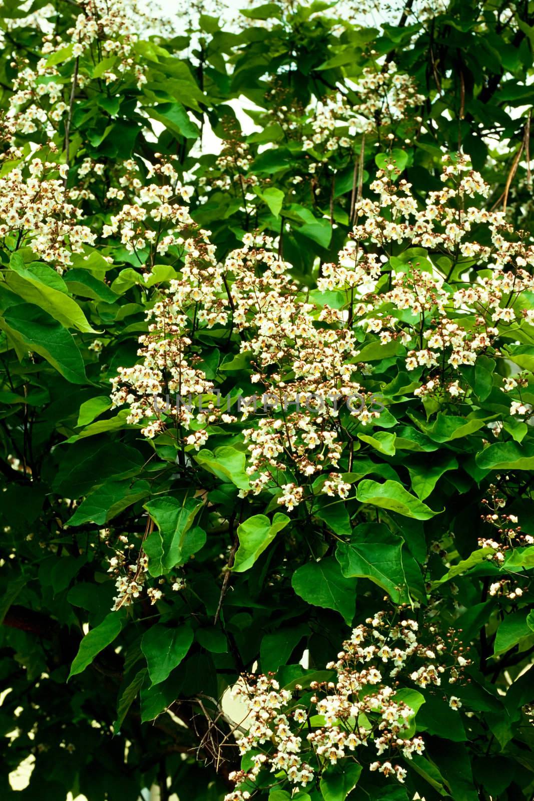 Blossoms of Indian bean tree, Catalpa bignonioides, closeup by PiLens