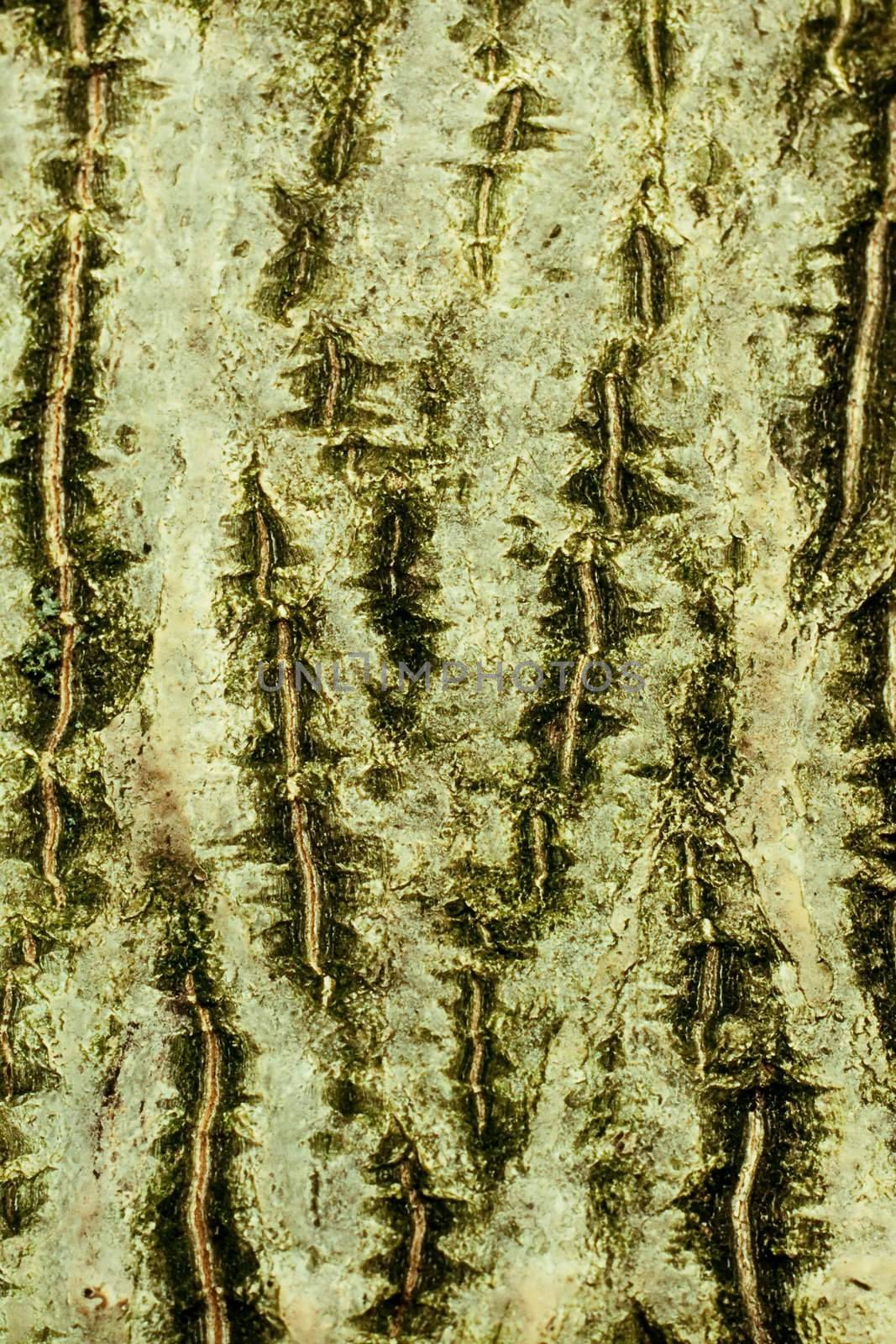 Background of bark of Common walnut, Juglans regia, closeup.