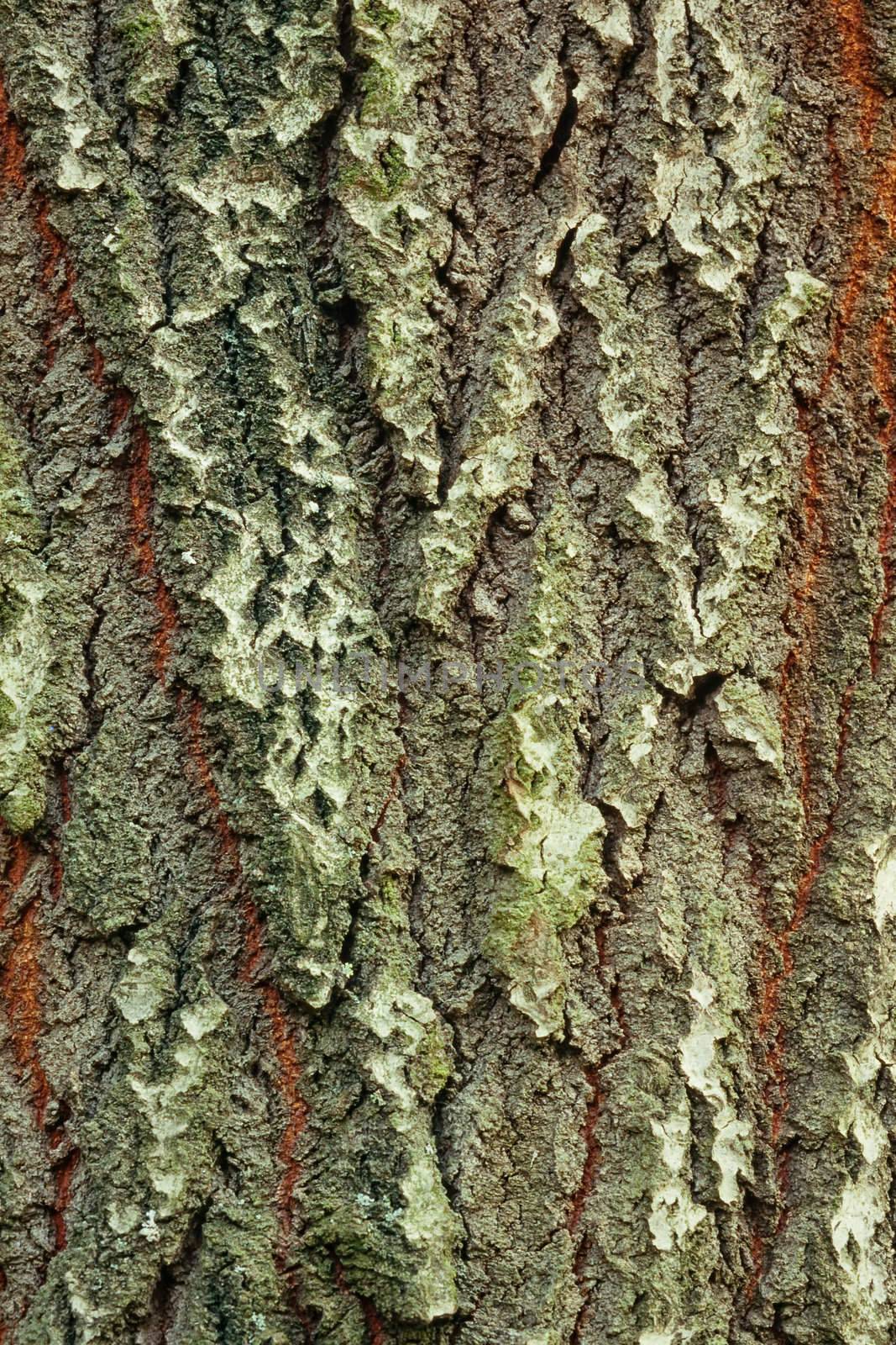 Background of bark of White Poplar, Populus alba, closeup.
