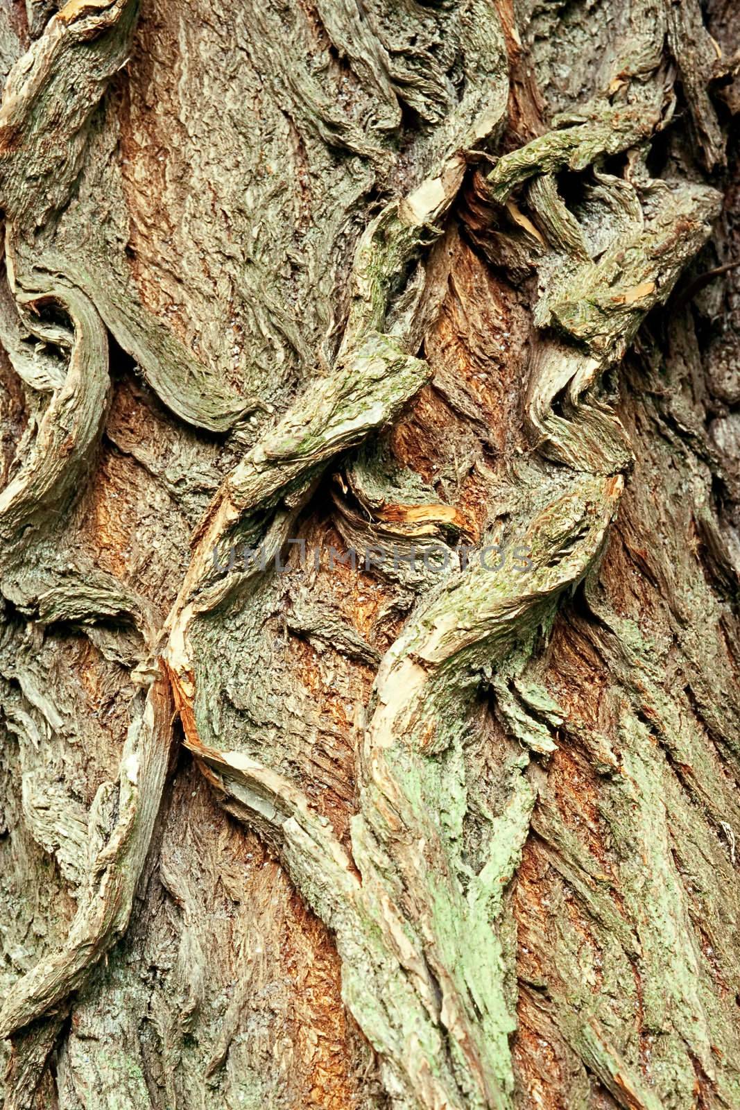 Background of bark of White Willow, Salix alba, closeup by PiLens