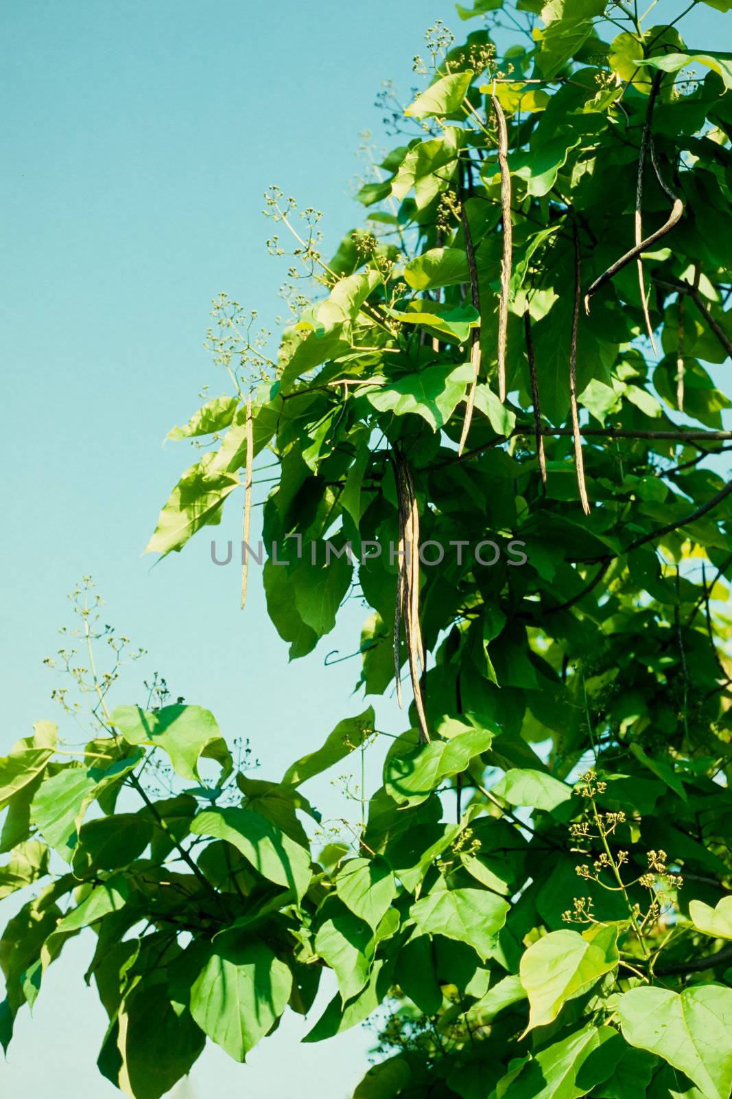 Husks of Indian bean tree, Catalpa bignonioides, closeup by PiLens