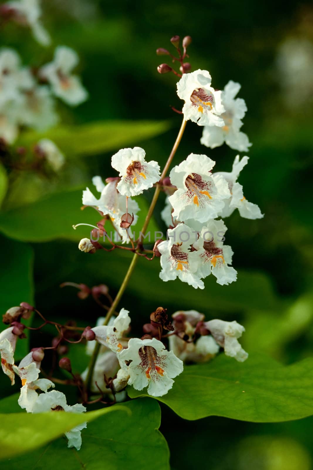 Blossoms of Indian bean tree, Catalpa bignonioides, closeup by PiLens