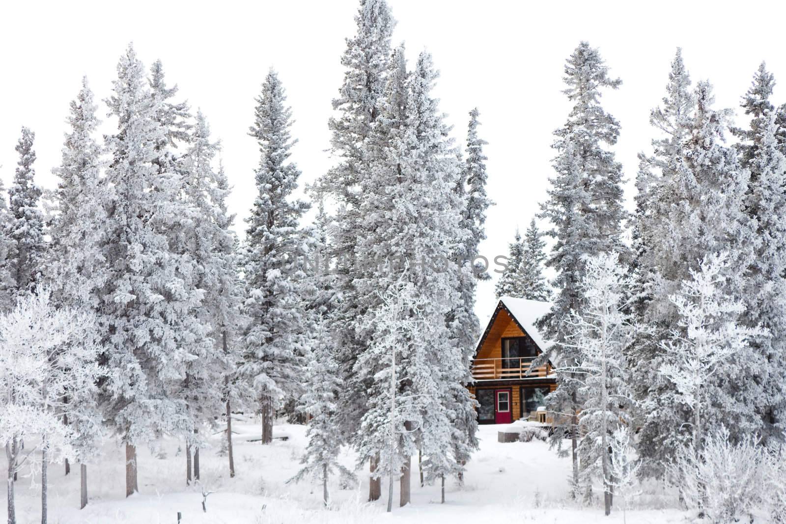 White Christmas in winter cabin in the woods between snow covered spruce trees.
