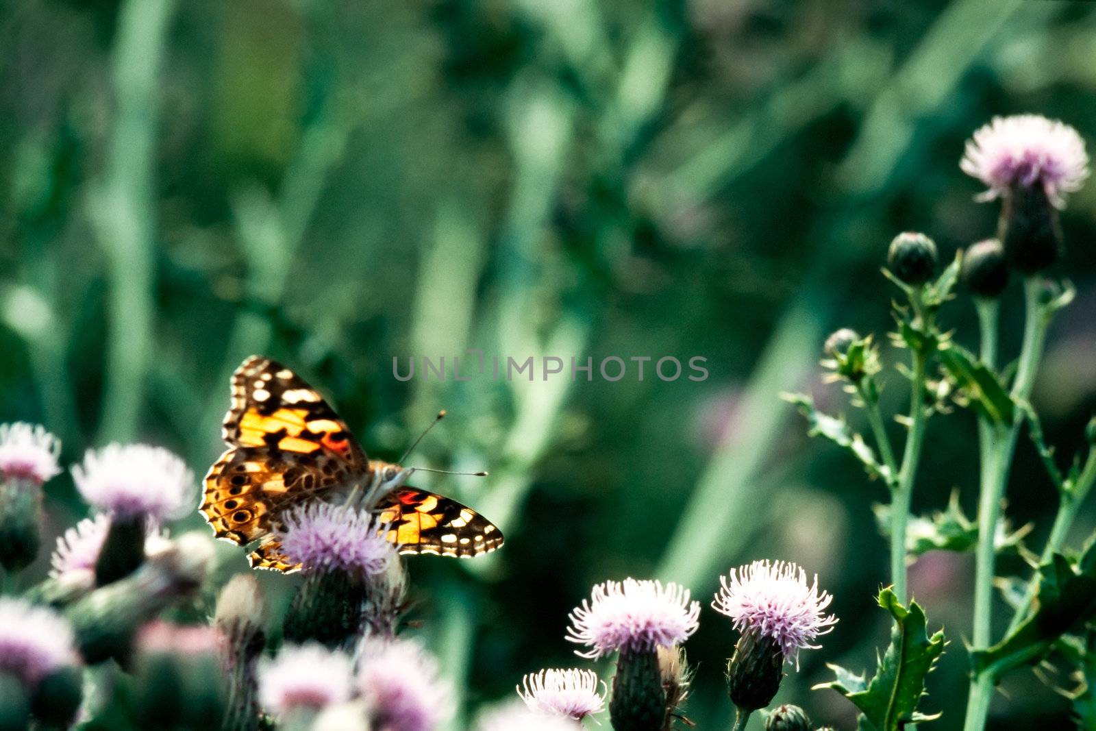 Painted Lady, Vanessa cardui, butterfly on flowering thistles by PiLens