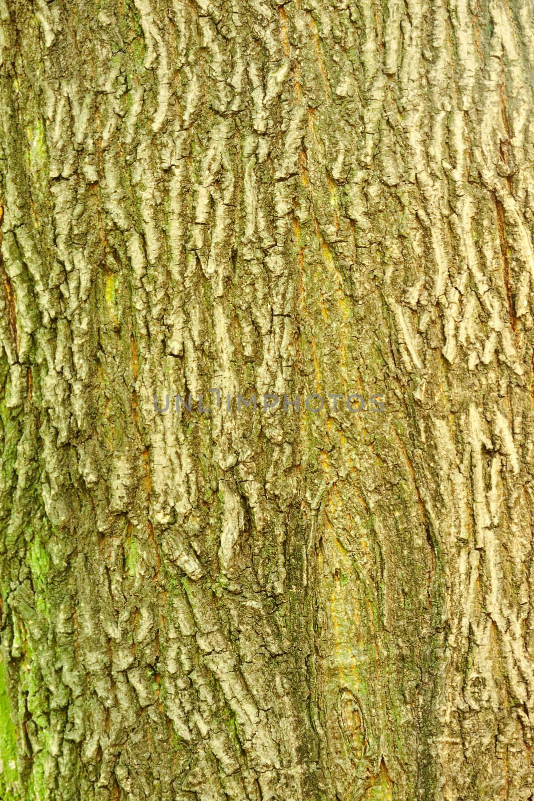 Background of bark of Norway Maple, Acer platanoides, closeup by PiLens