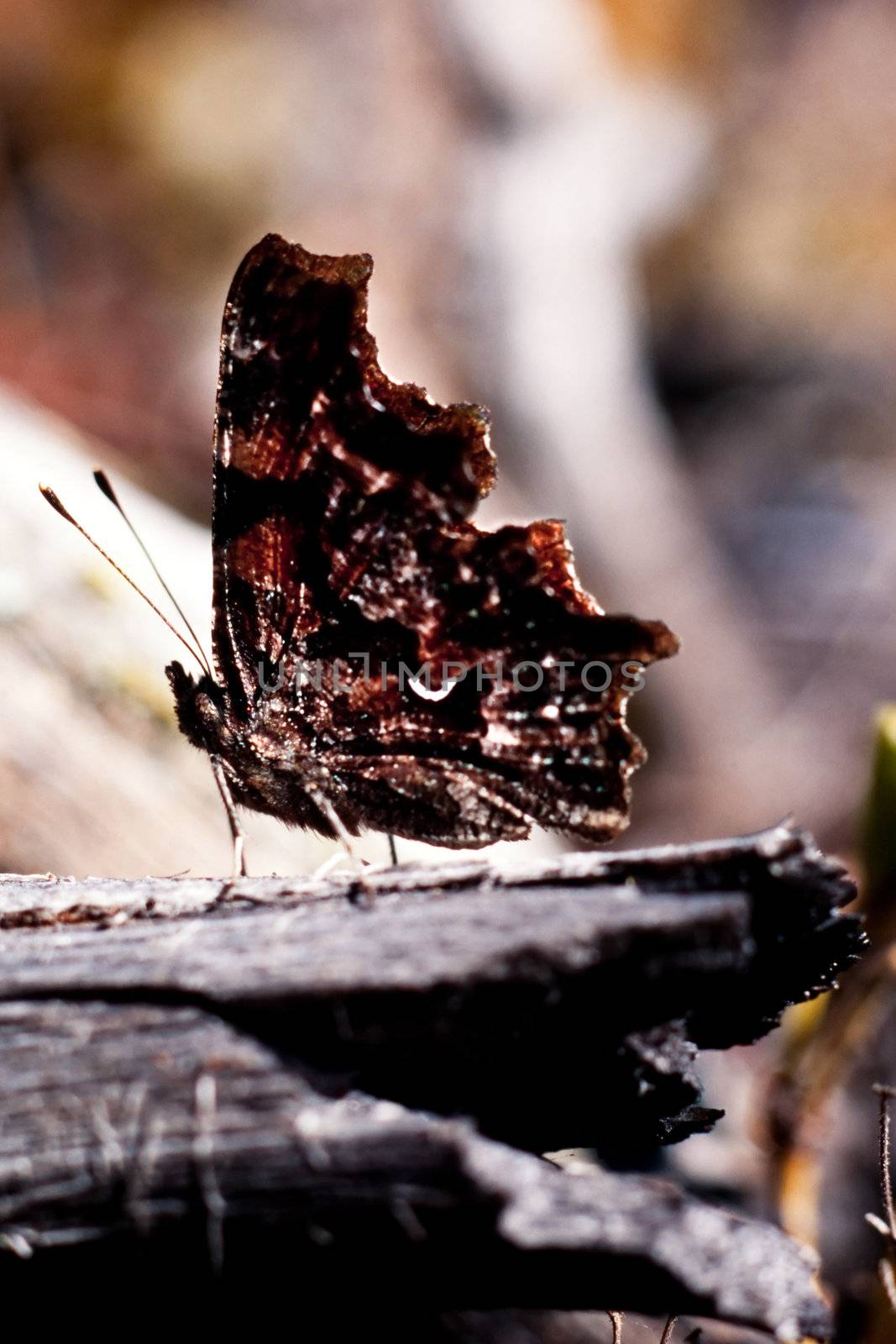Comma butterfly resting on forest floor showing its camouflaged underwing.