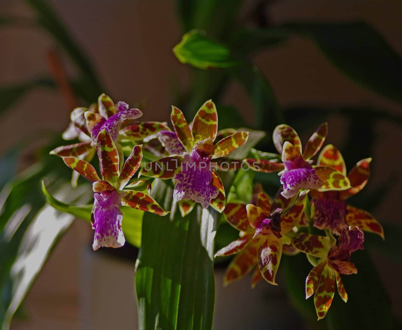 Beautiful flowers of Zygopetalum, that origins in South America