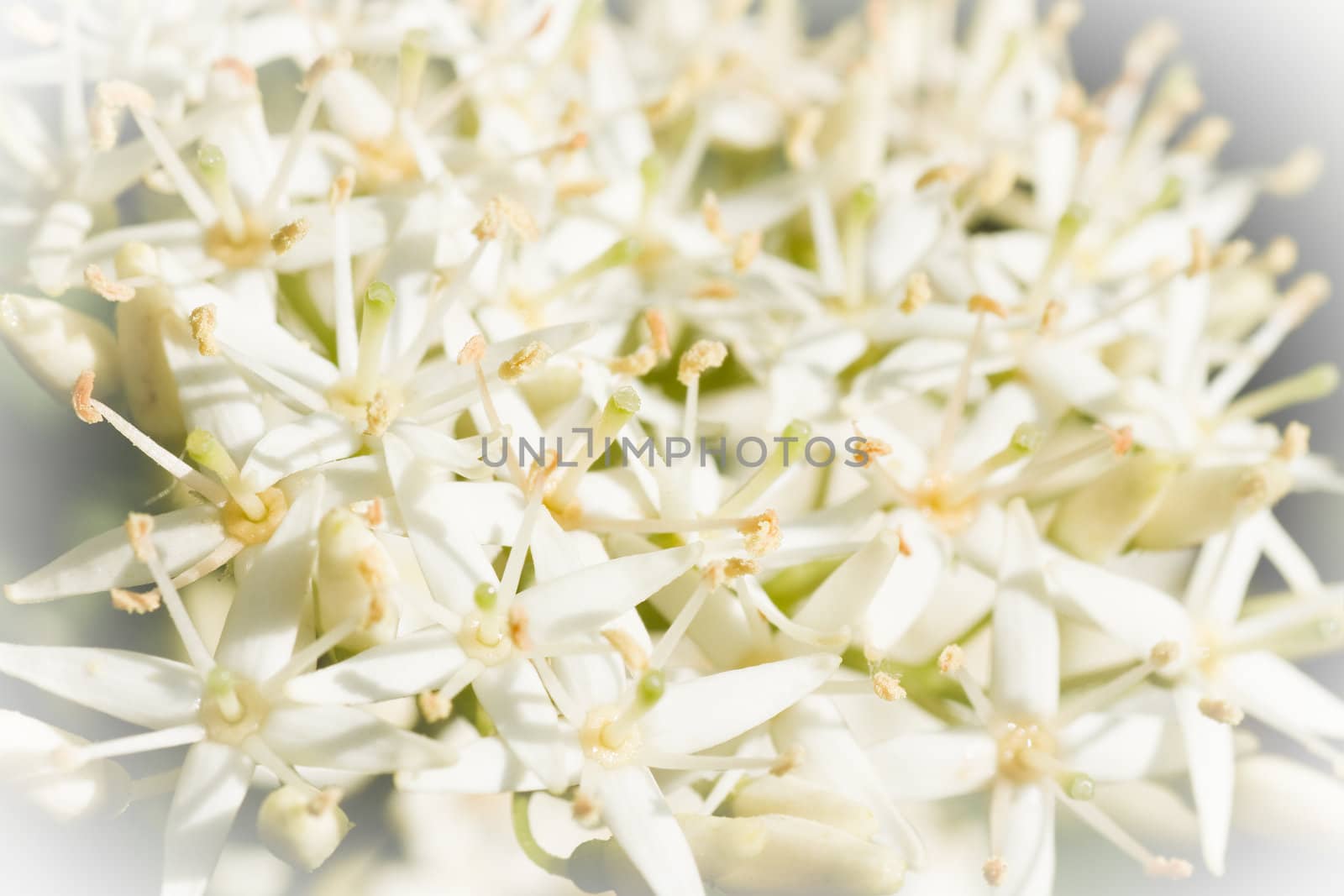 Tiny white spring flowers in close view with shallow dof