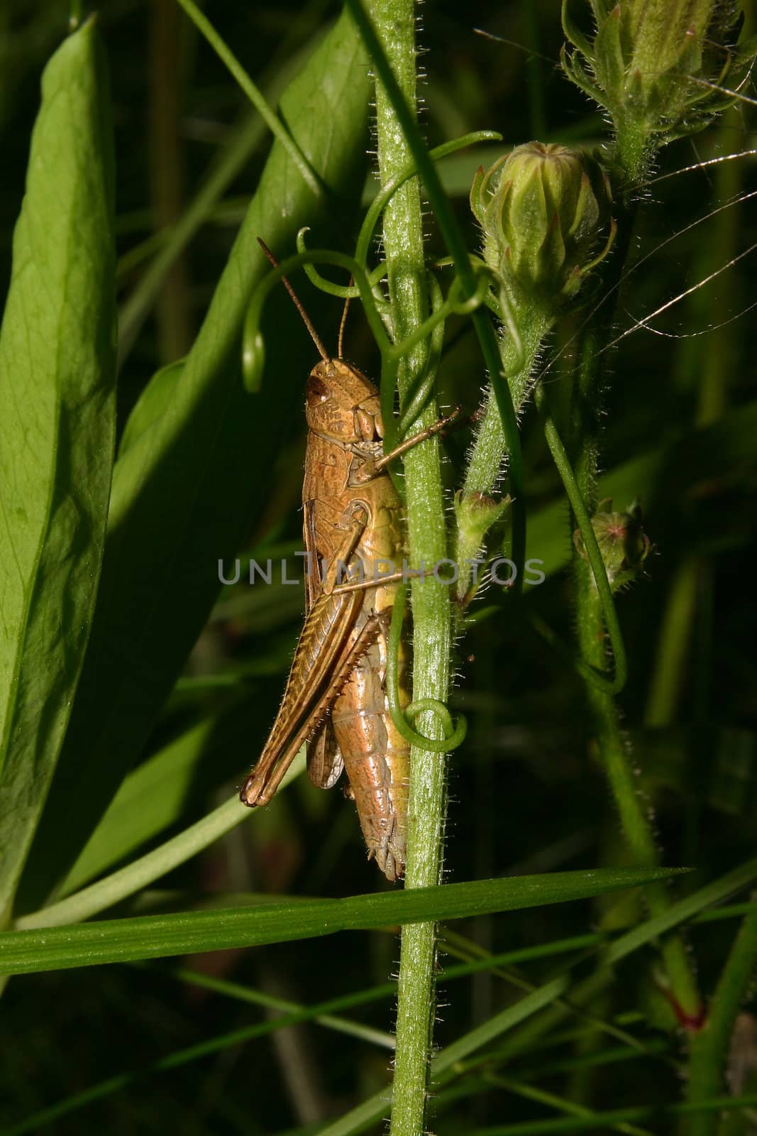 Field grasshopper (Chorthippus apricarius) - females on a plant stem