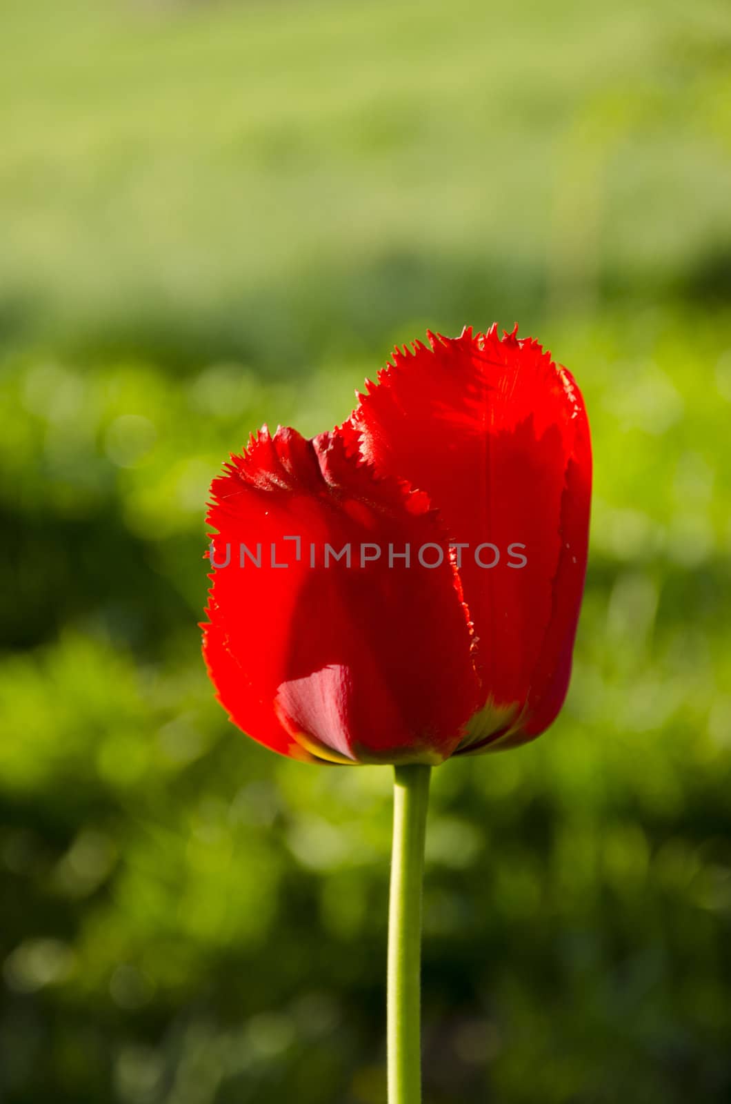 Red tulip bloom in a green blur background.