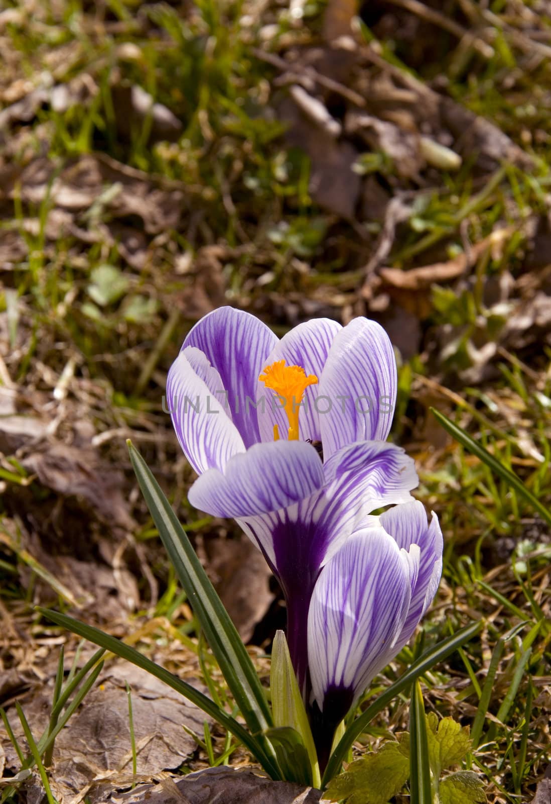 Early spring flower bloom. by sauletas