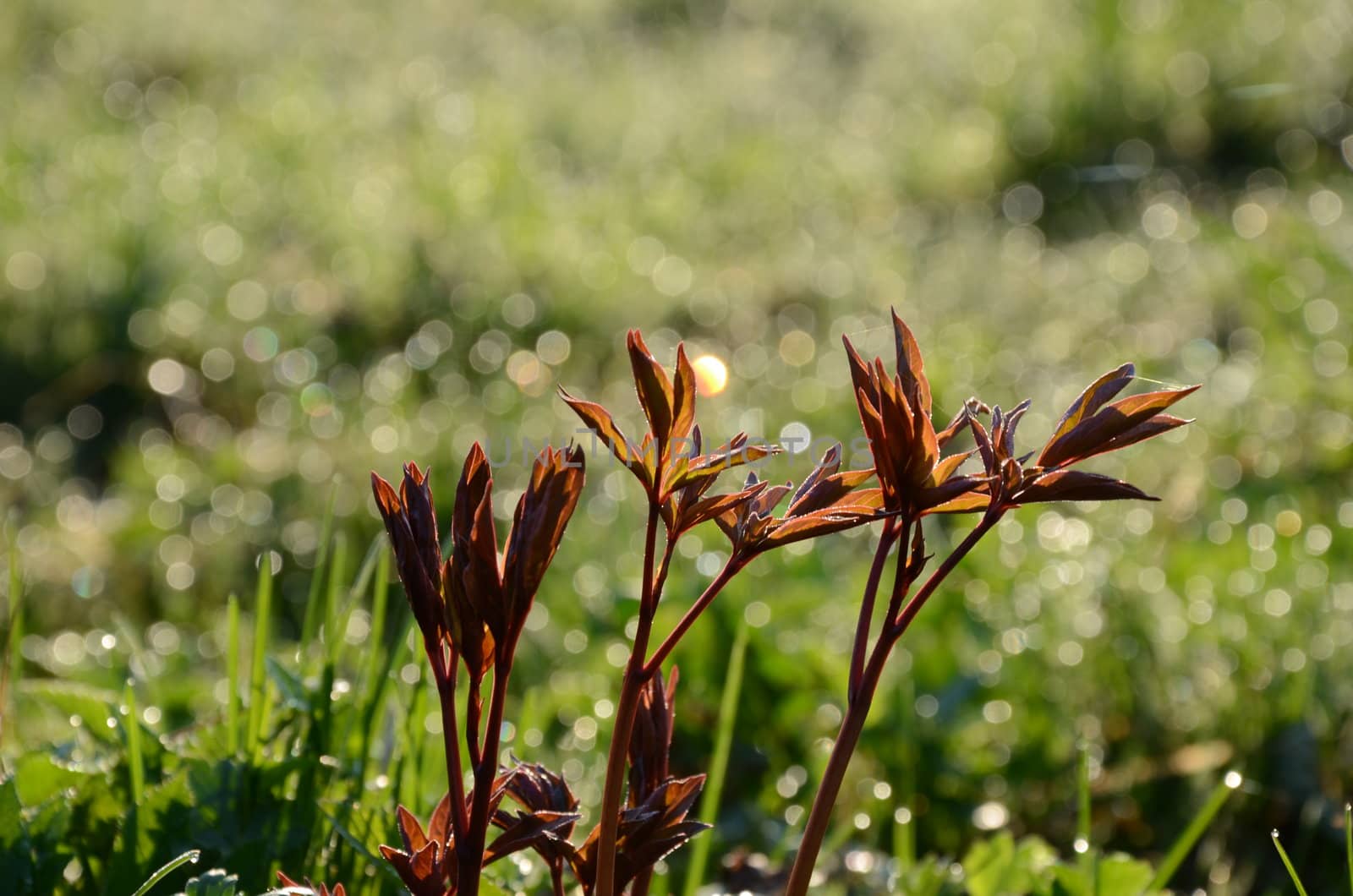 Brown sweat shoots of spring flowers in the morning light