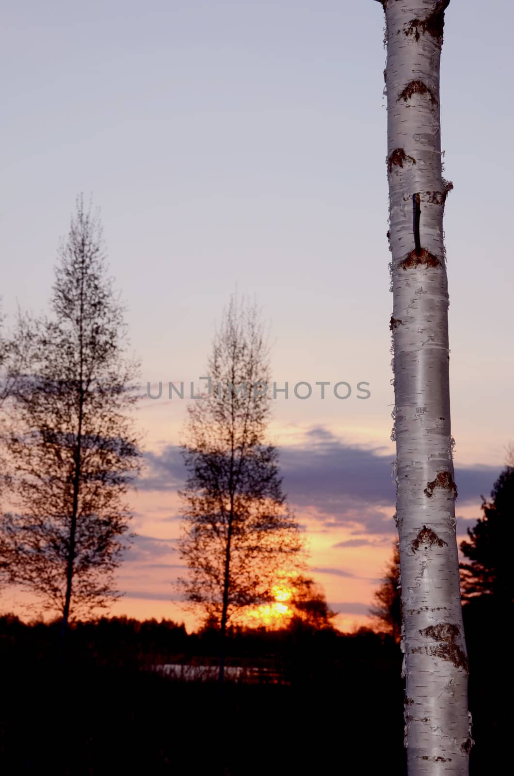 Early spring sunrise landscape with birch trunk.
